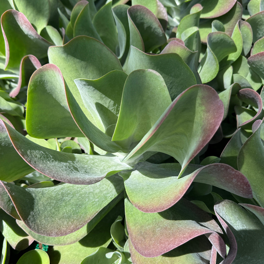 Kalanchoe Cactus, Thyrsiflora &