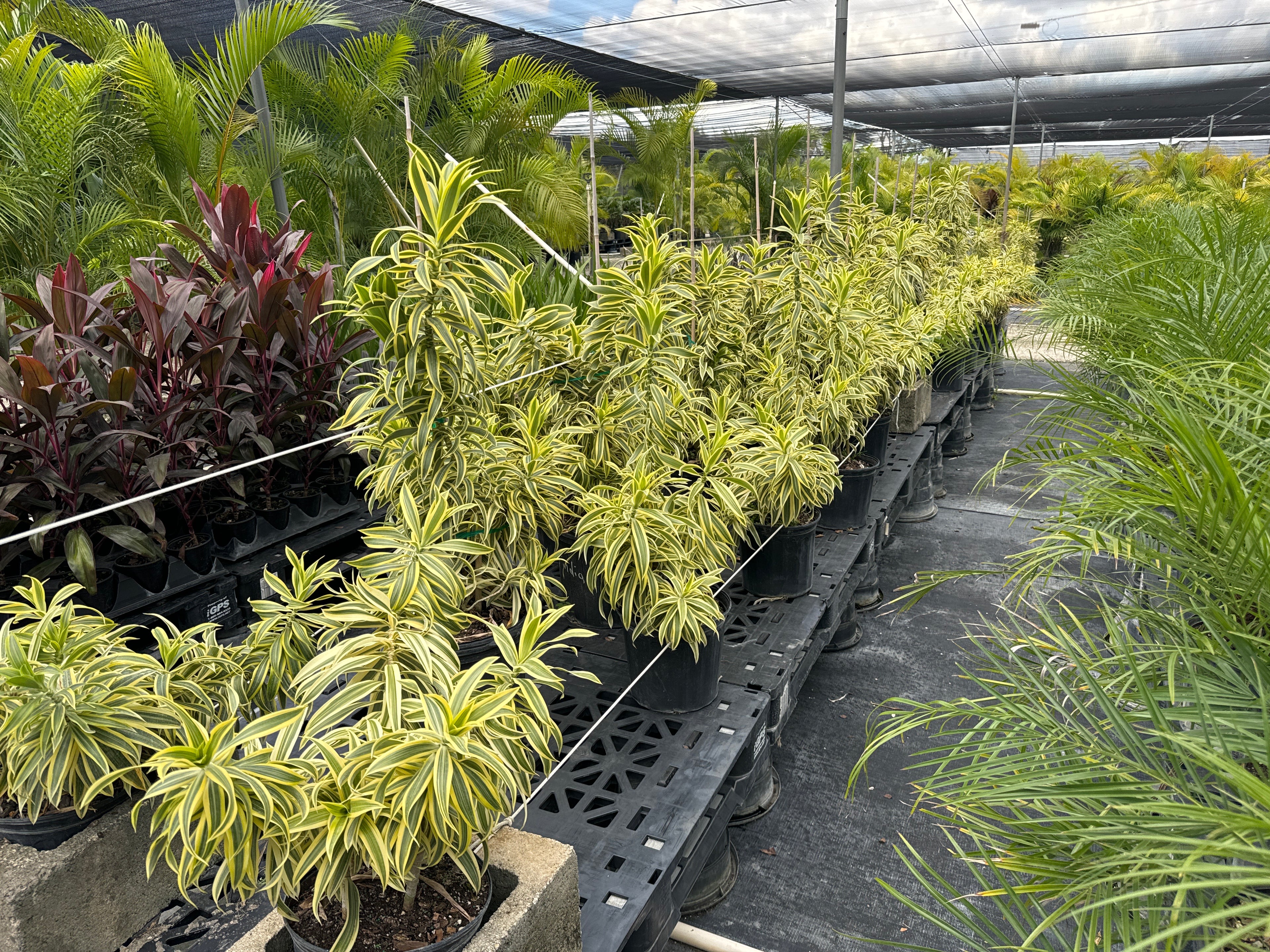 Song of India, Dracaena Reflexa Dragon Tree