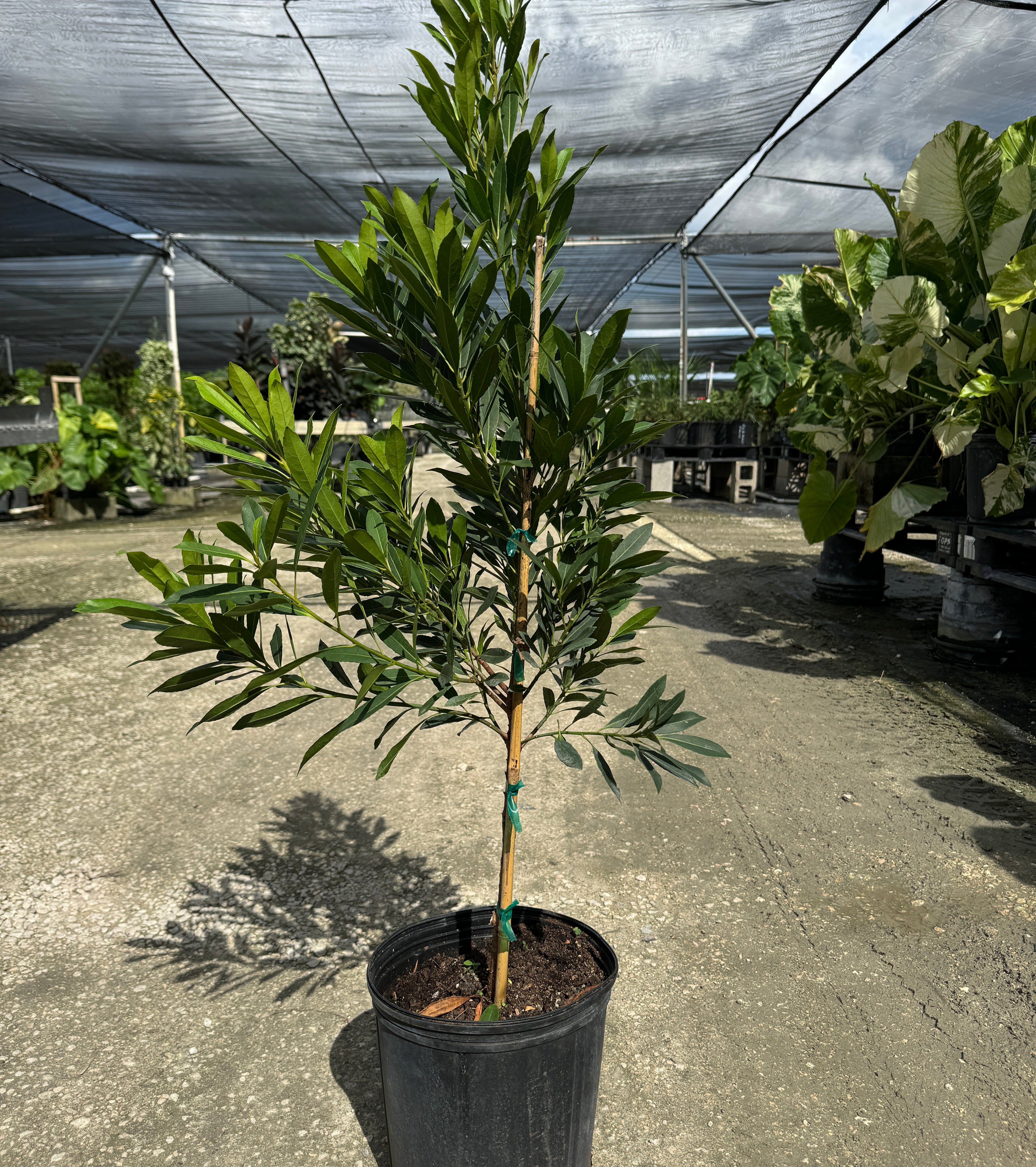 Japanese Blueberry Tree form in black grower pot
