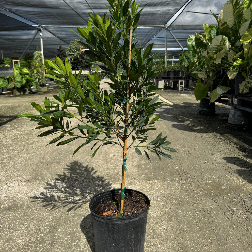Japanese Blueberry Tree form in black grower pot