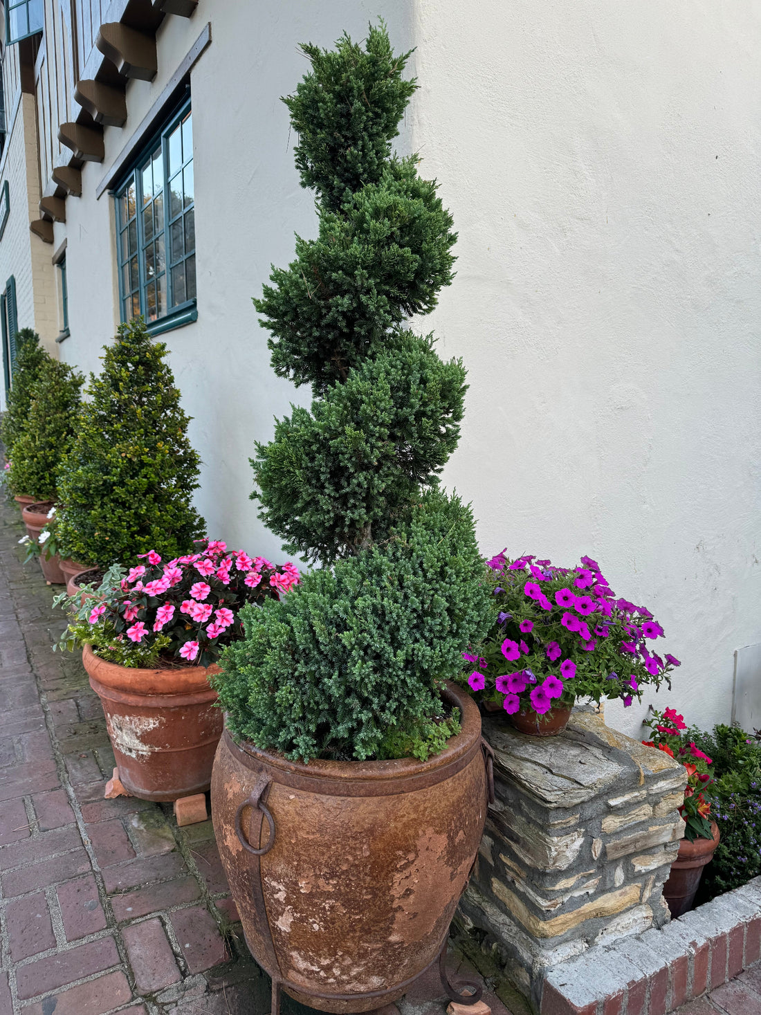 Topiary Spiral Blue Point Juniper, Juniperus Large Planted in Stone Pot in Sidewalk