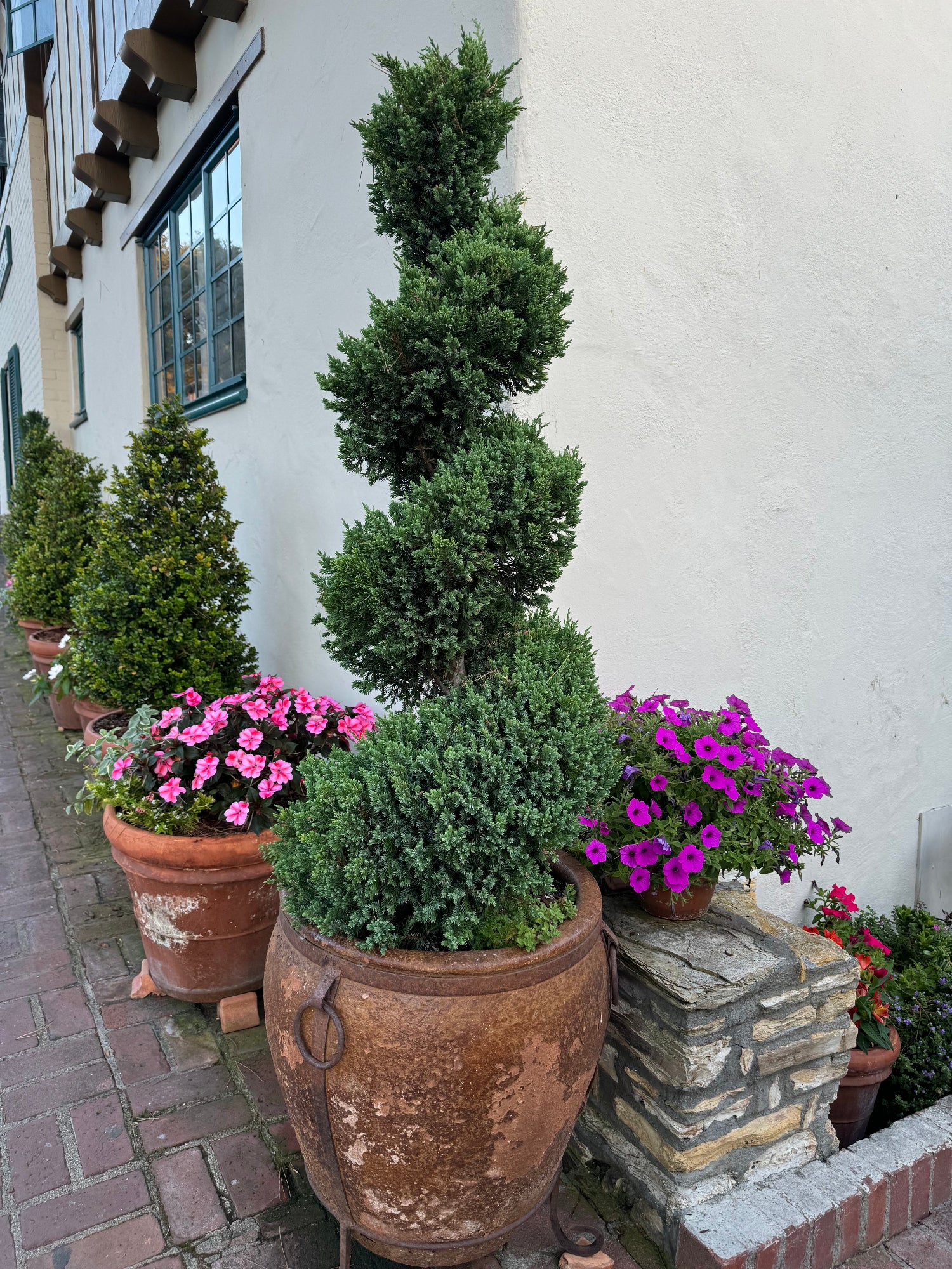 Topiary Spiral Blue Point Juniper, Juniperus Large Planted in Stone Pot in Sidewalk