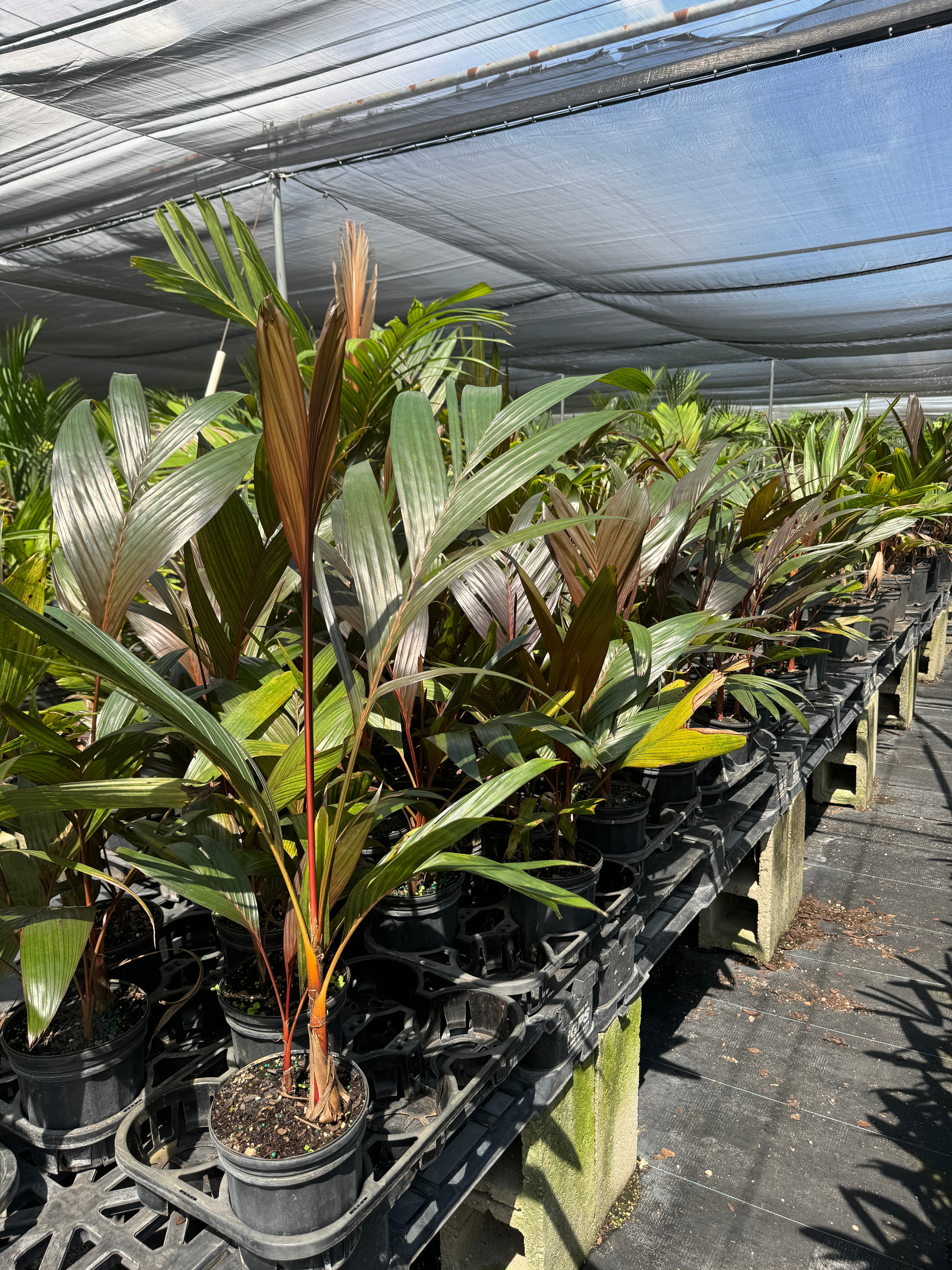 Areca Vestiaria, Red Crownshaft Palm, Rare and Exotic