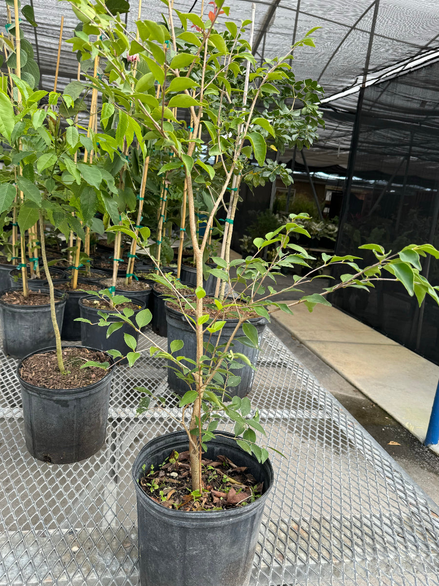 A young potted tree sapling featuring a slender trunk and green leaves, growing in a black nursery pot