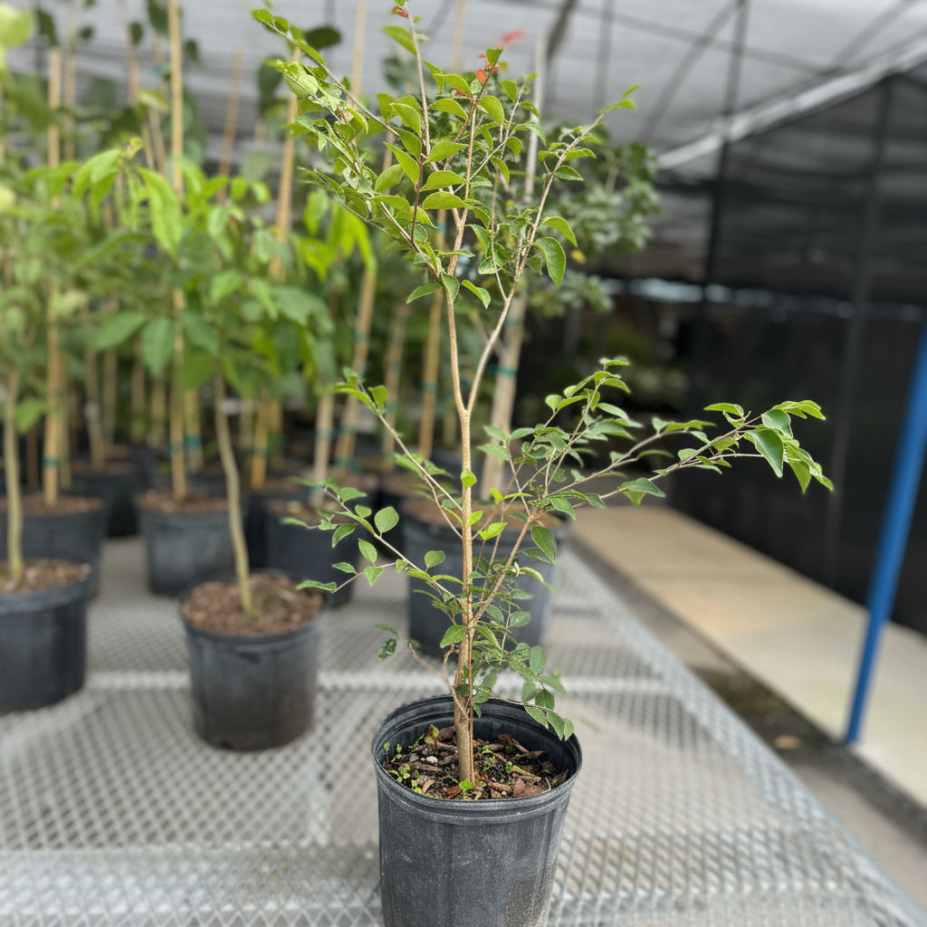Red Stopper Flowering Tree, Eugenia Rhombea A young potted tree sapling featuring a slender trunk and green leaves, growing in a black nursery pot