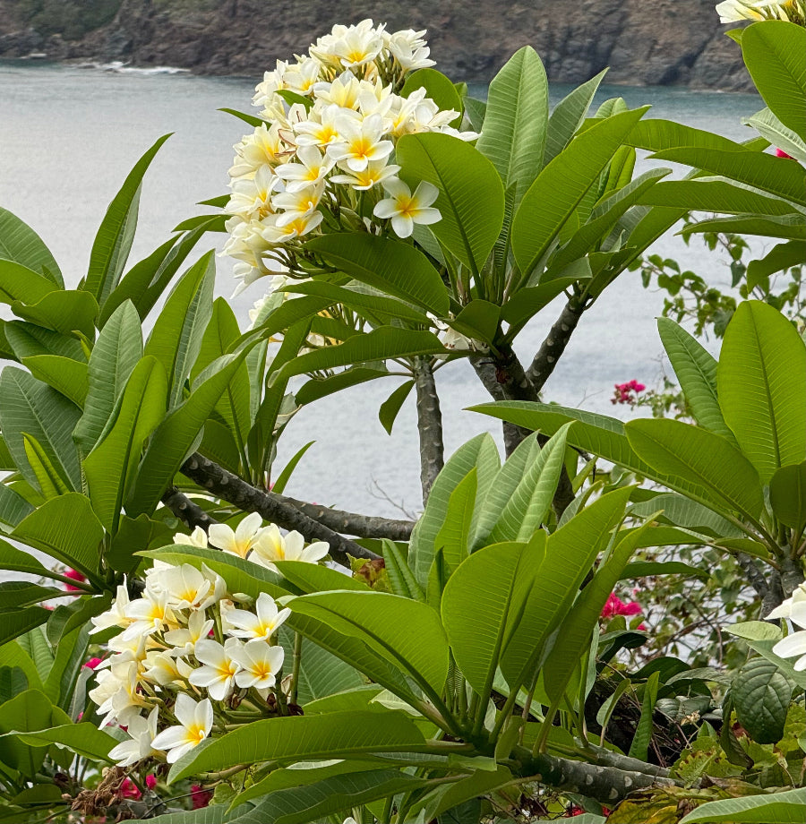 A picturesque view of a Plumeria Rubra (Frangipani) White Orchid Flowering Tree featuring lush green foliage and beautiful clusters of white flowers with bright yellow centers