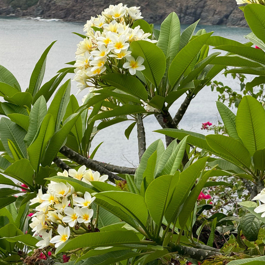 A picturesque view of a Plumeria Rubra (Frangipani) White Orchid Flowering Tree featuring lush green foliage and beautiful clusters of white flowers with bright yellow centers