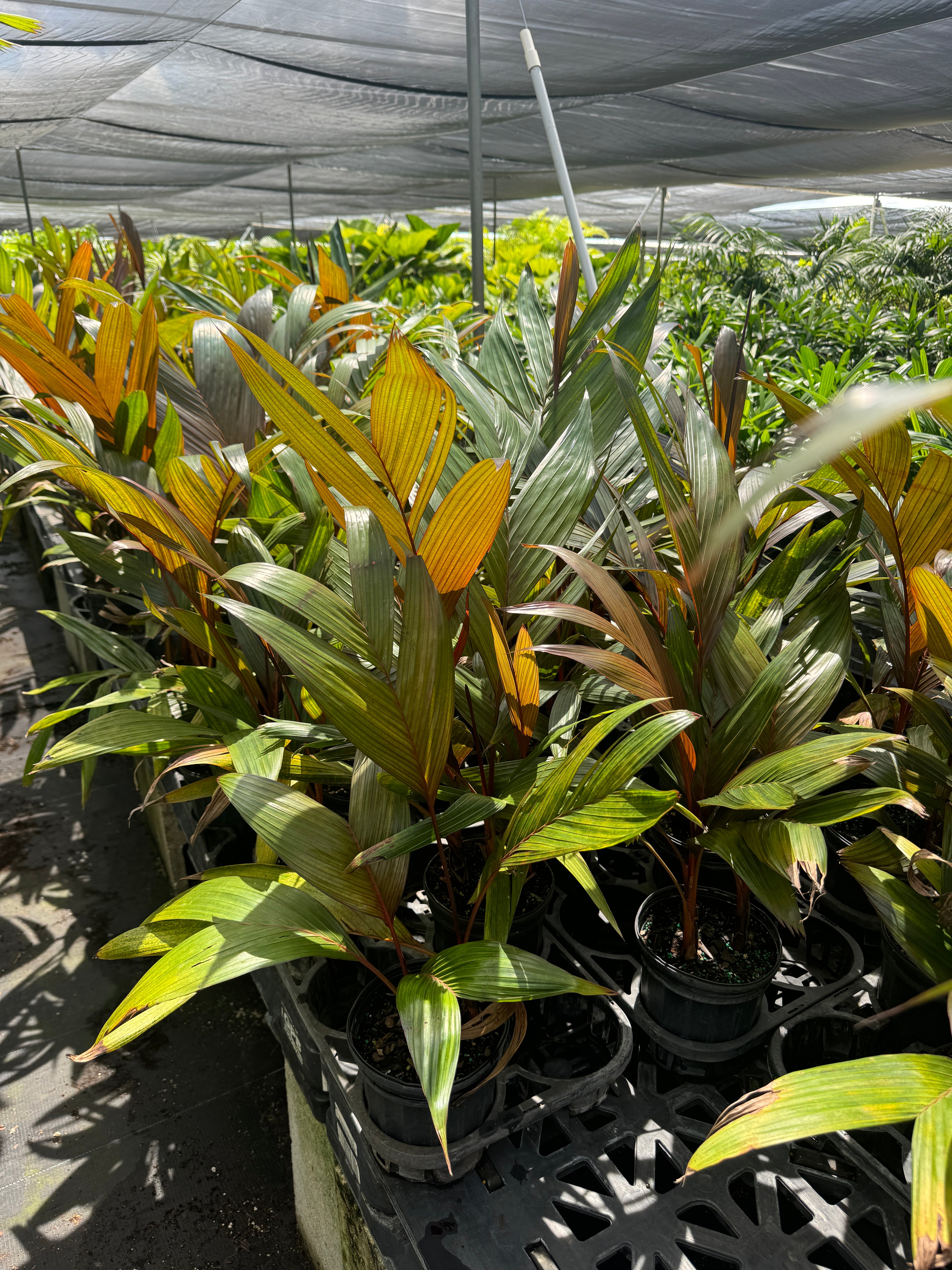Areca Vestiaria, Red Crownshaft Palm, Rare and Exotic