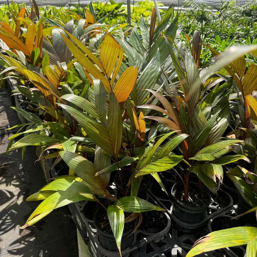 Areca Vestiaria, Red Crownshaft Palm, Rare and Exotic in a 6in pot