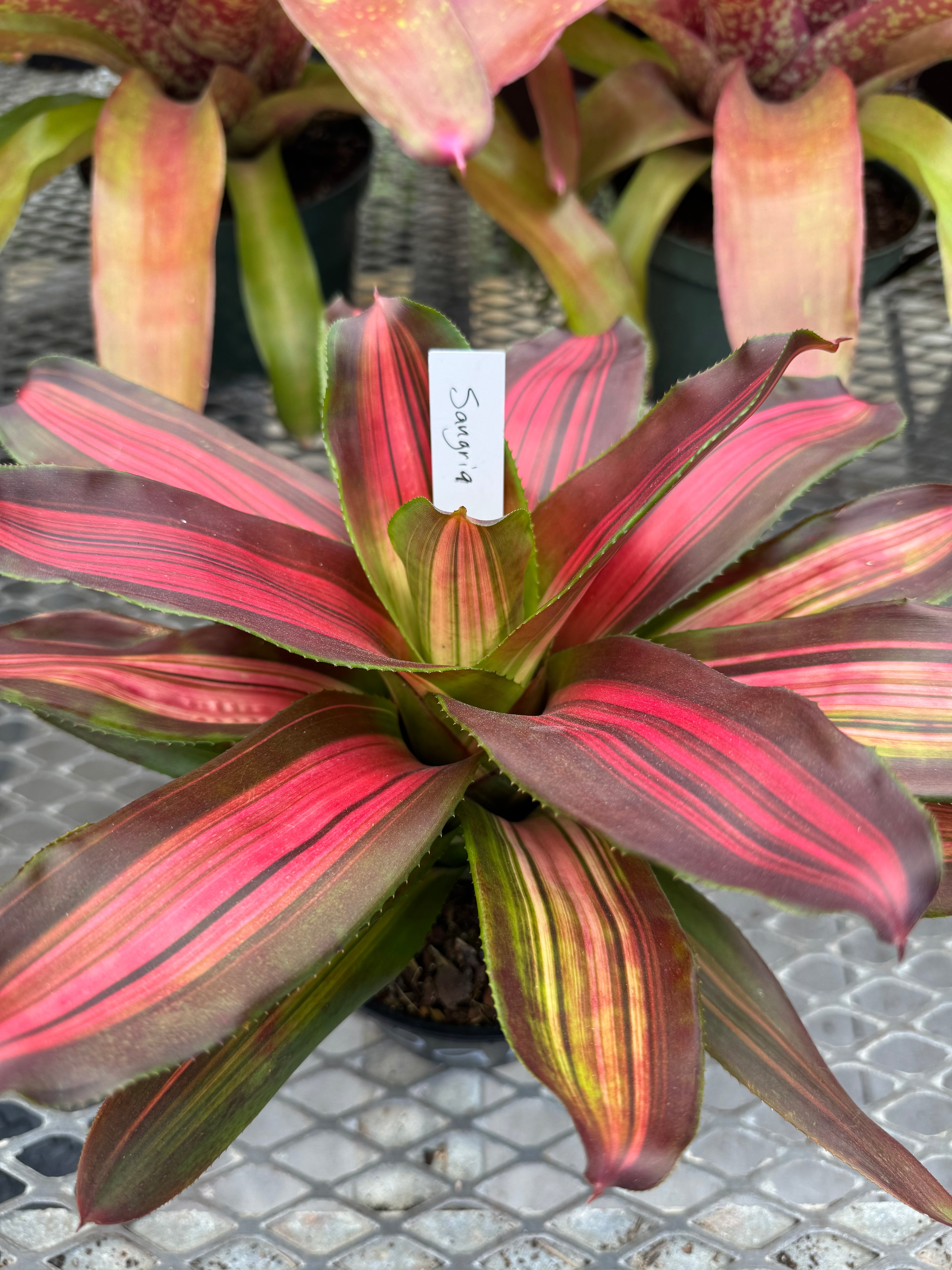 Bromeliad, Neoregelia Sangria Red Wine