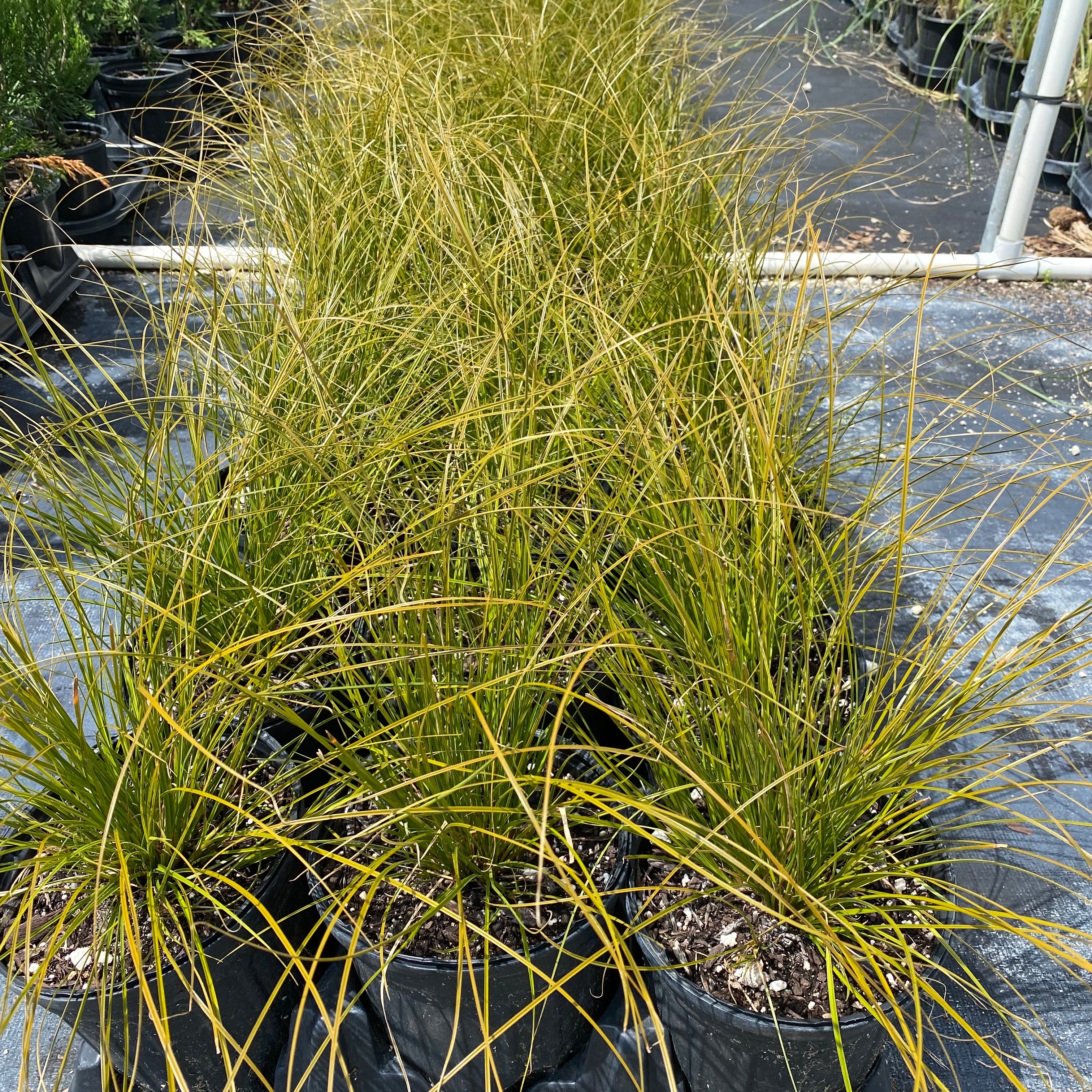 New Zealand Orange Sedge Grass Garden scene with tall grasses and autumn foliage