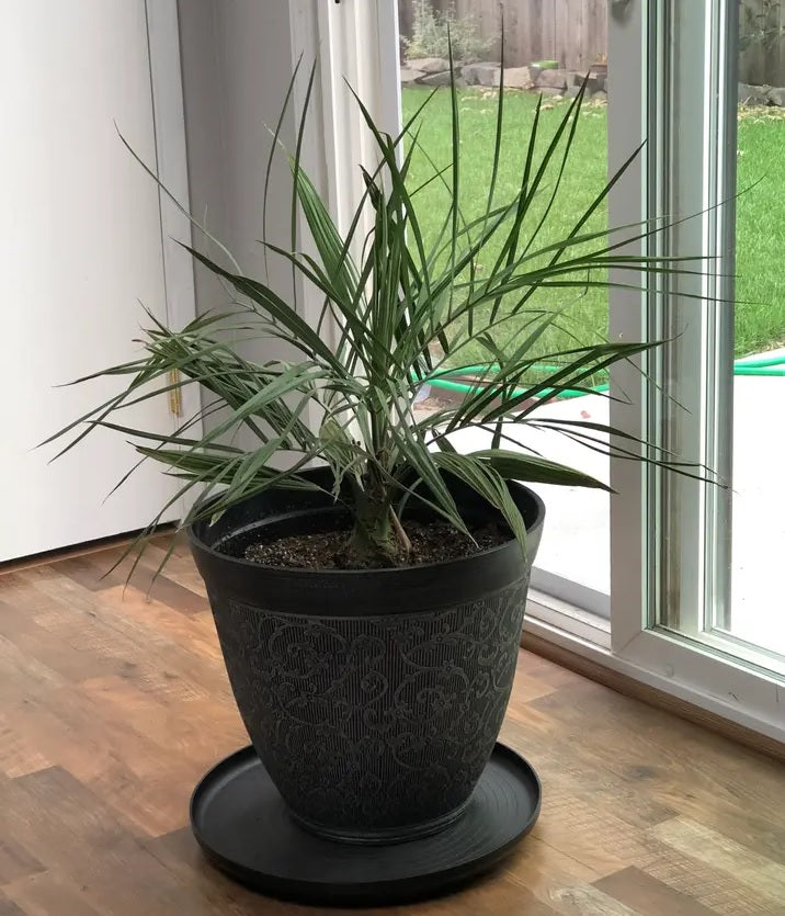 Pindo Palm, Jelly Palm, Cocos Australis inside house