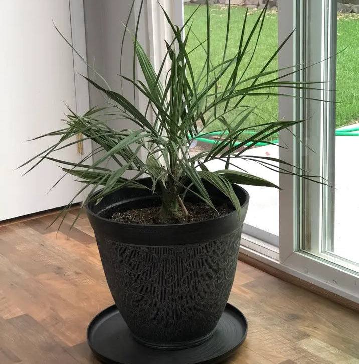 Pindo Palm, Jelly Palm, Cocos Australis inside house