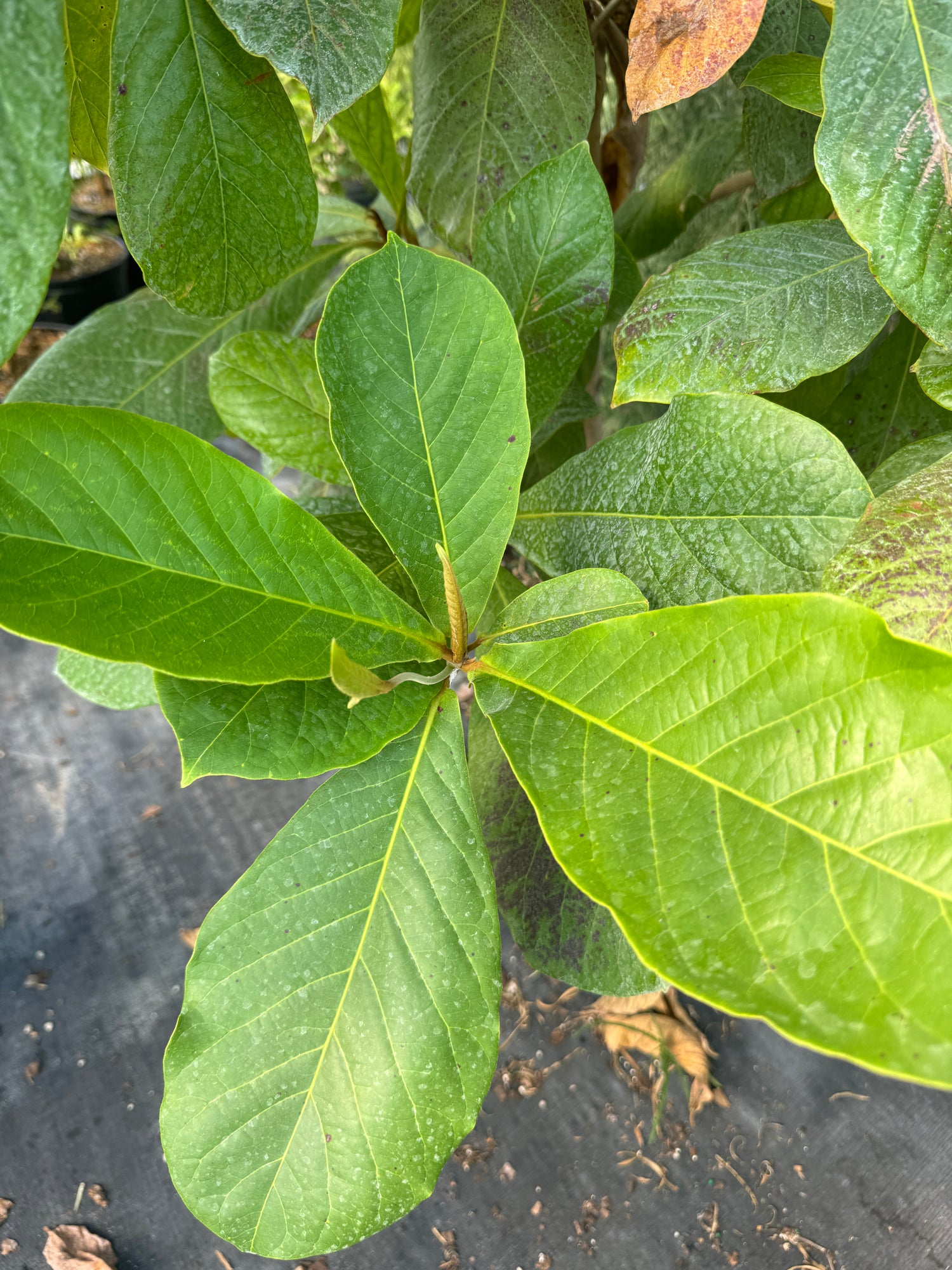 Tropical Almond Fruit Tree, Terminalia Catappa