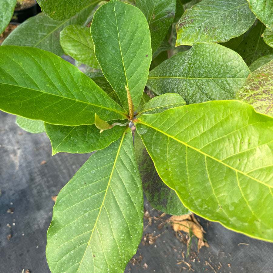 Tropical almond fruit tree