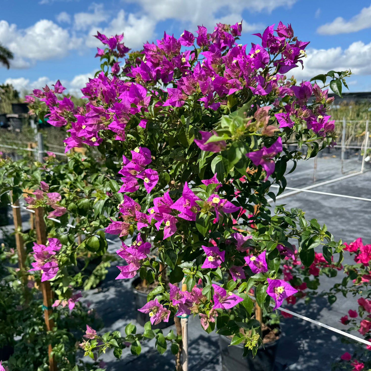 Bougainvillea Purple Flower Tree Like Form, Single Trunk Flowering Tree