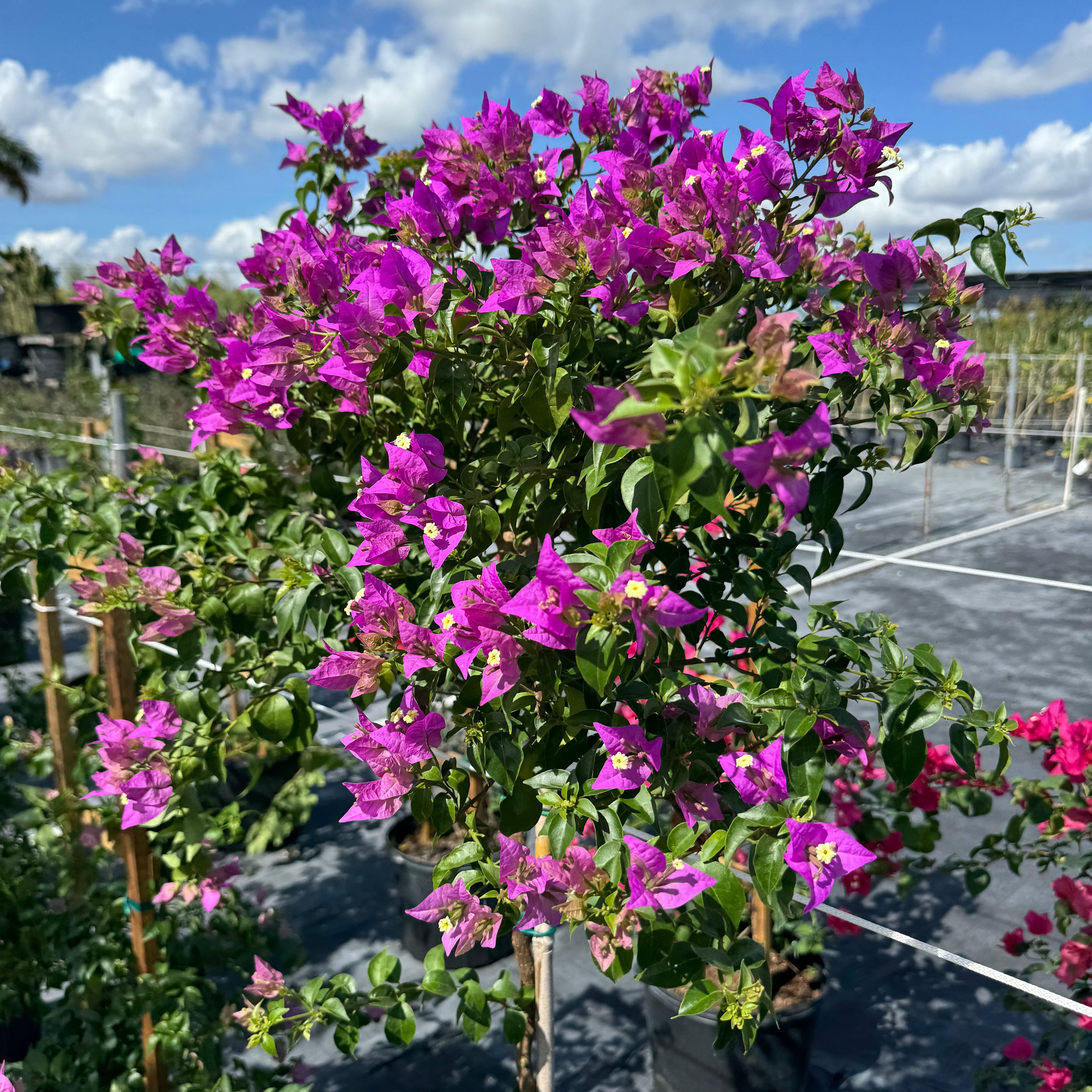 Bougainvillea Purple Flower Tree Like Form, Single Trunk Flowering Tree