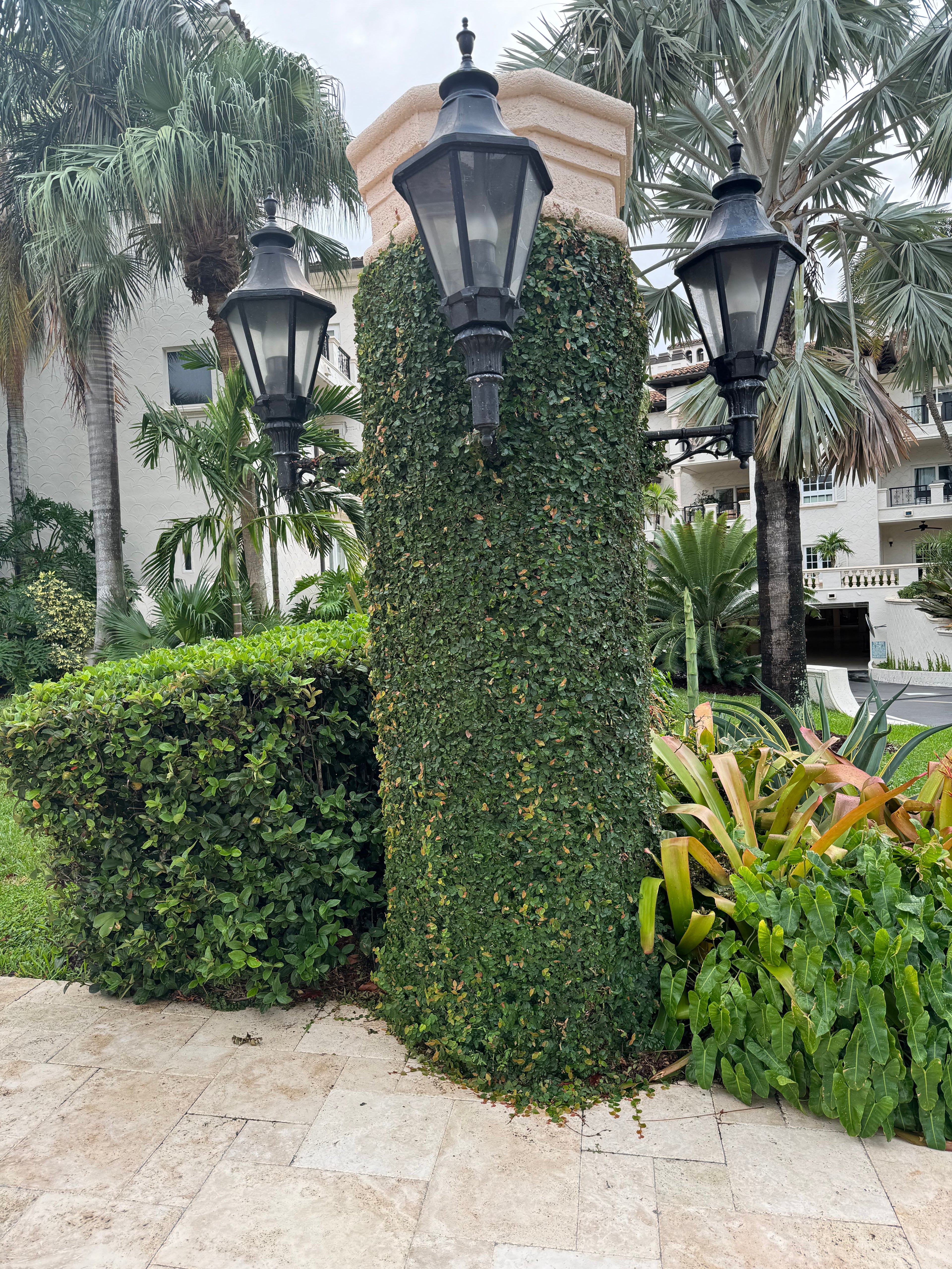 front view of Ficus Pumila, Creeping Fig Ivy