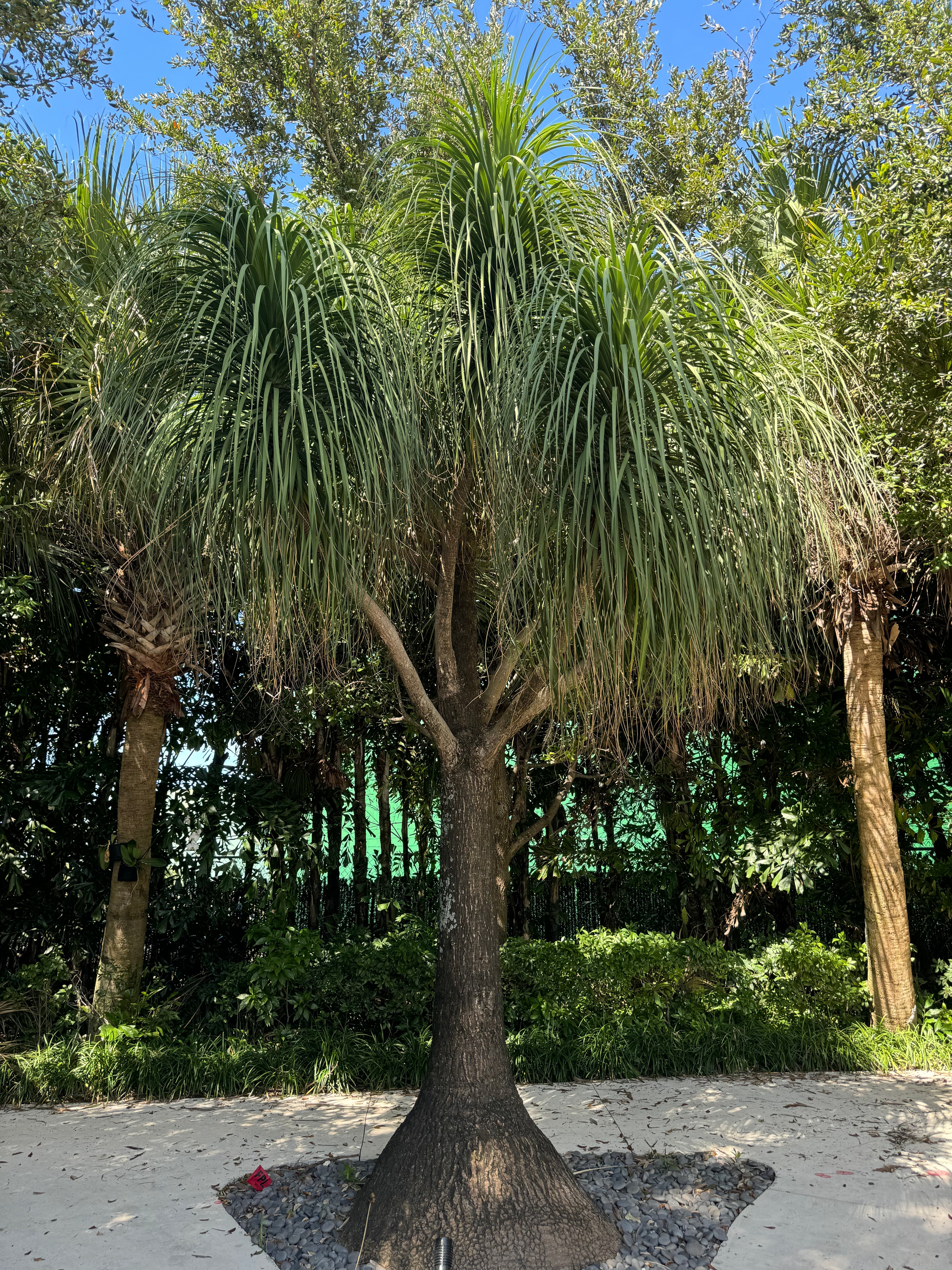 ponytail palm cold tolerance Premium Palm Ponytail Mexican Collection
