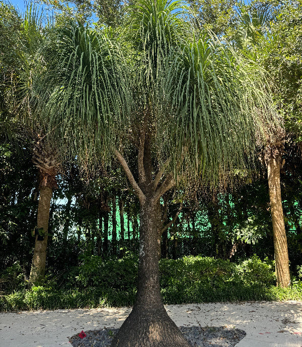 Large Mature Plantes in Garden Palm Ponytail Mexican Palm