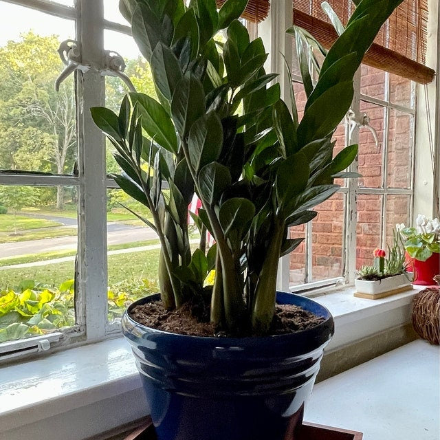 ZZ Plant, Zanzibar Gem Live Tropical Plant