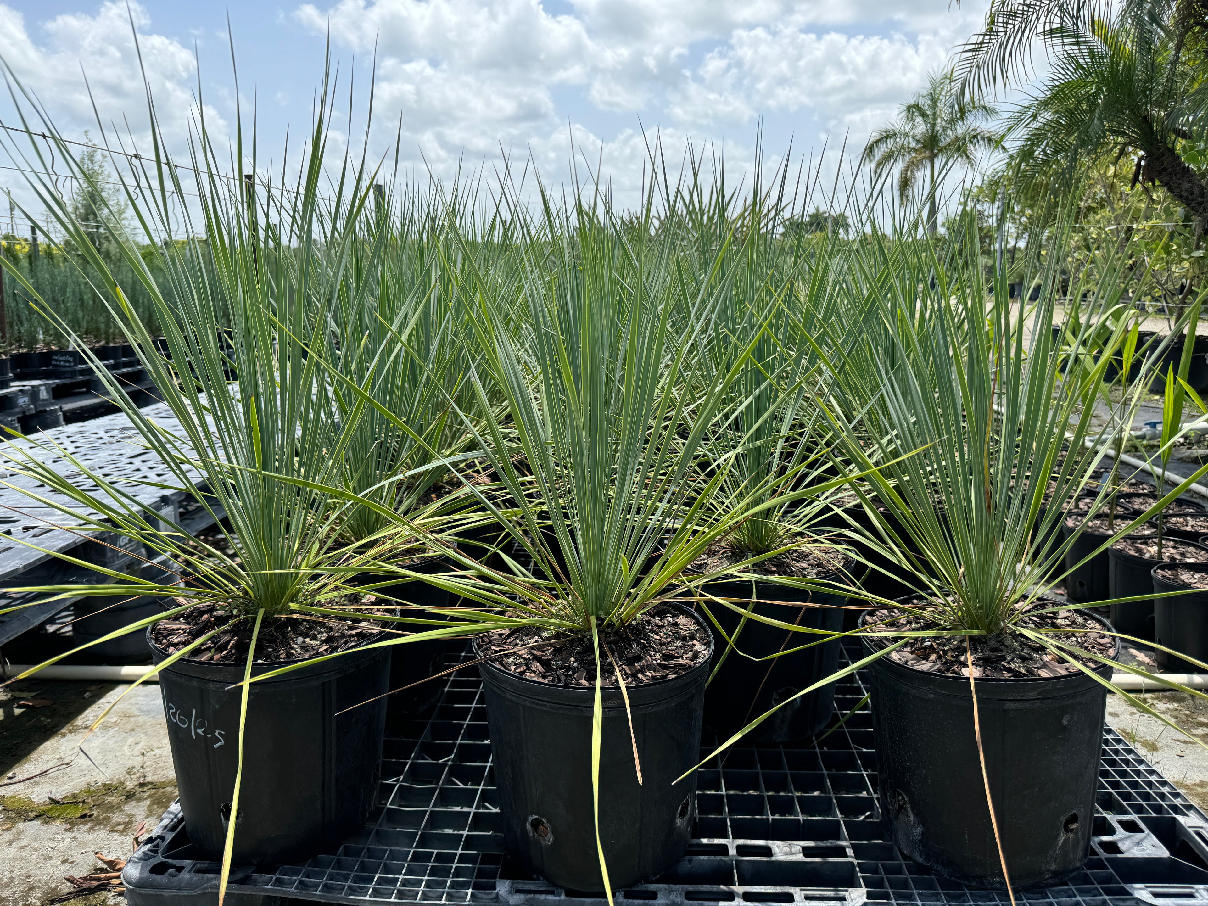 Yucca Rostrata Beaked Yucca, Desert Jewel Palm