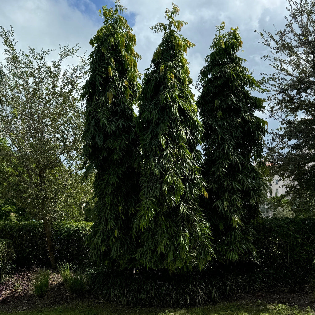 Three mature False Ashoka, Mast Tree&