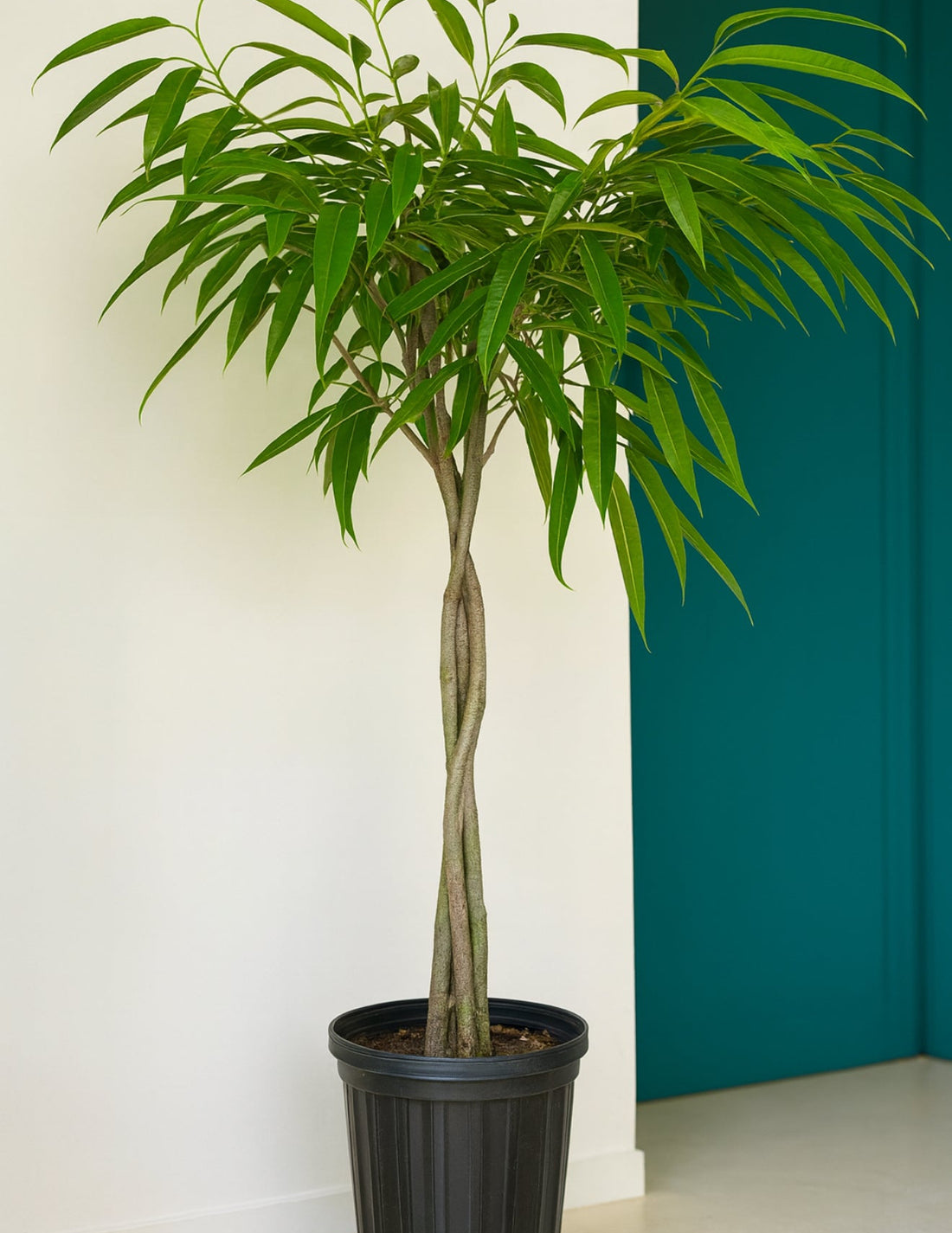 Large Braided Ficus Alii Tree Form Multi Stem Potted plant with green leaves against a white wall black 5gal pot