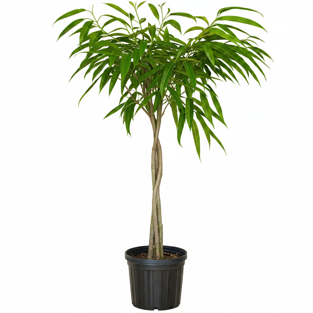 Large Braided Ficus Alii Tree Form Multi Stem Potted plant with green leaves against a white wall black 5gal pot