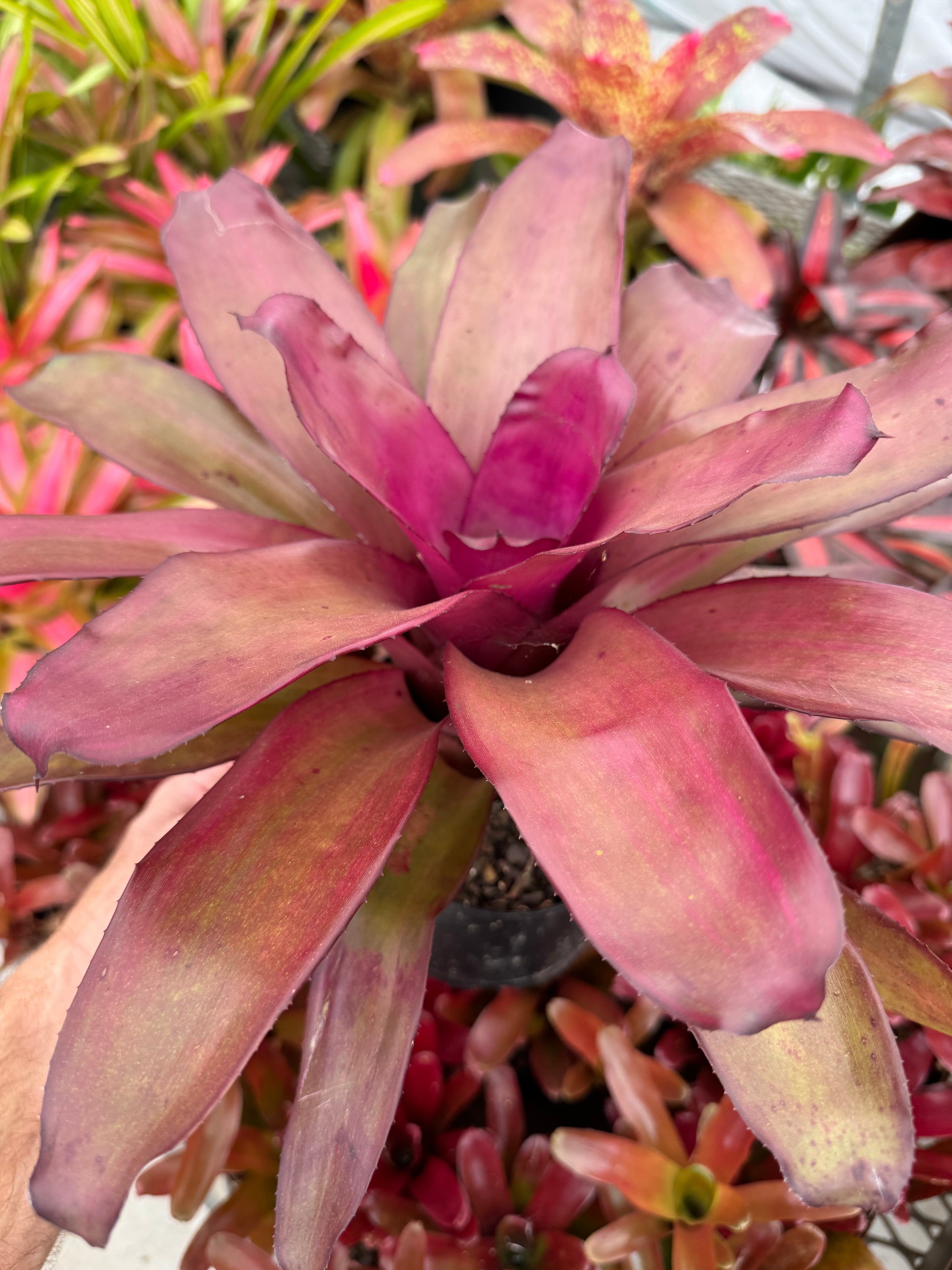 Bromeliad, Neoregelia Puppy Love