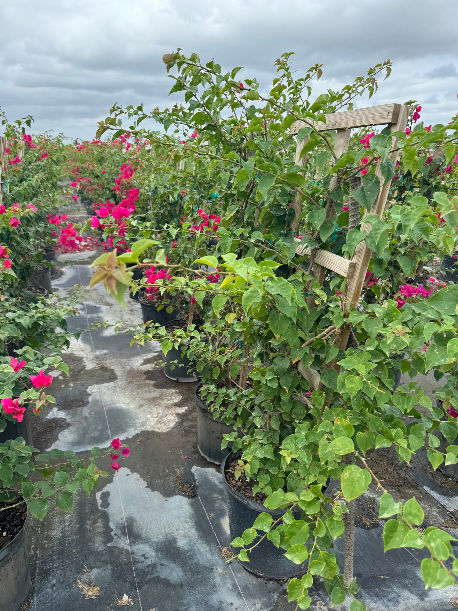 Bougainvillea Red Flower in Trellis, Barbara Karst Red Flowering Tree