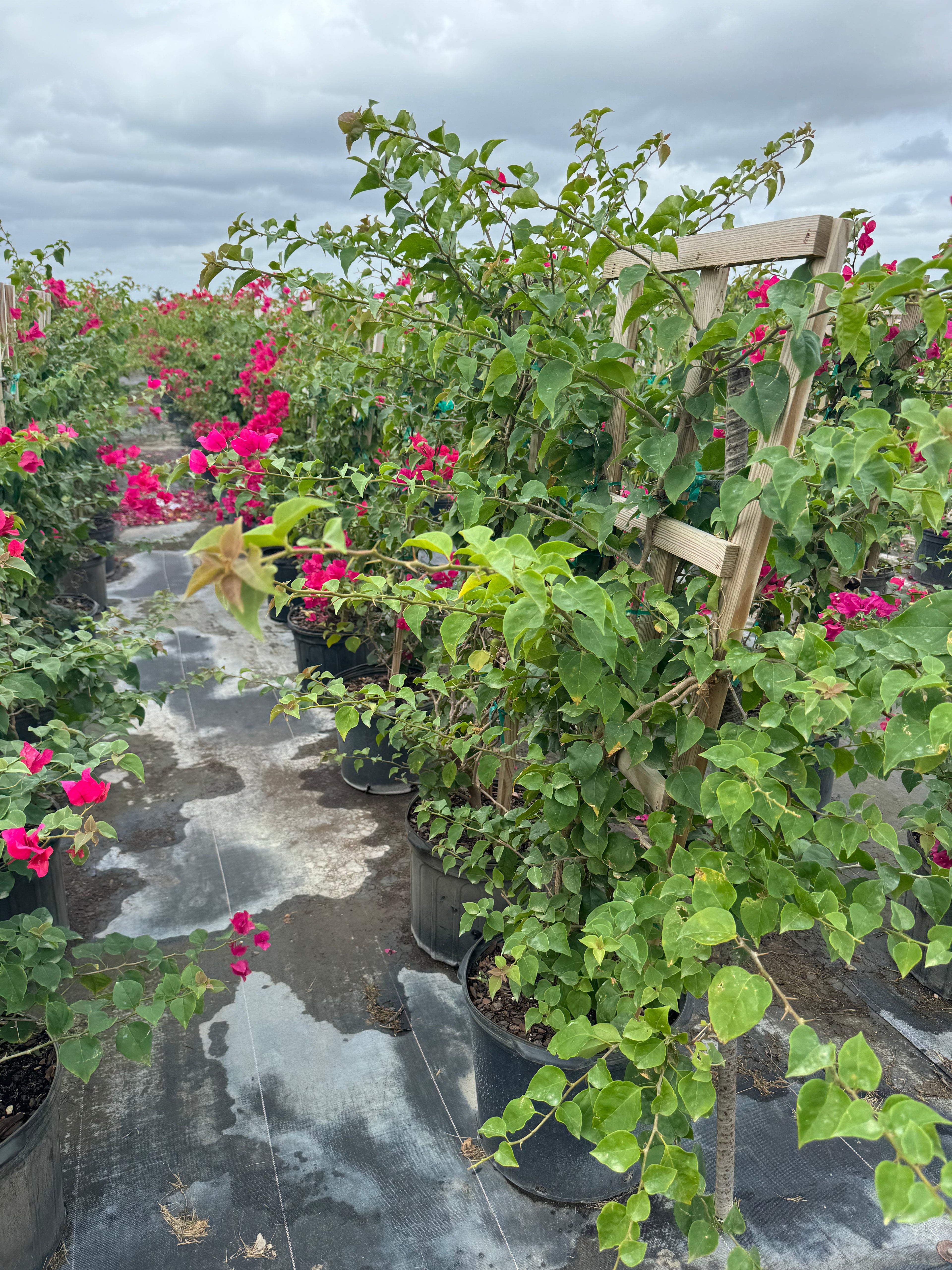 Bougainvillea Red Flower in Trellis, Barbara Karst Red Flowering Tree