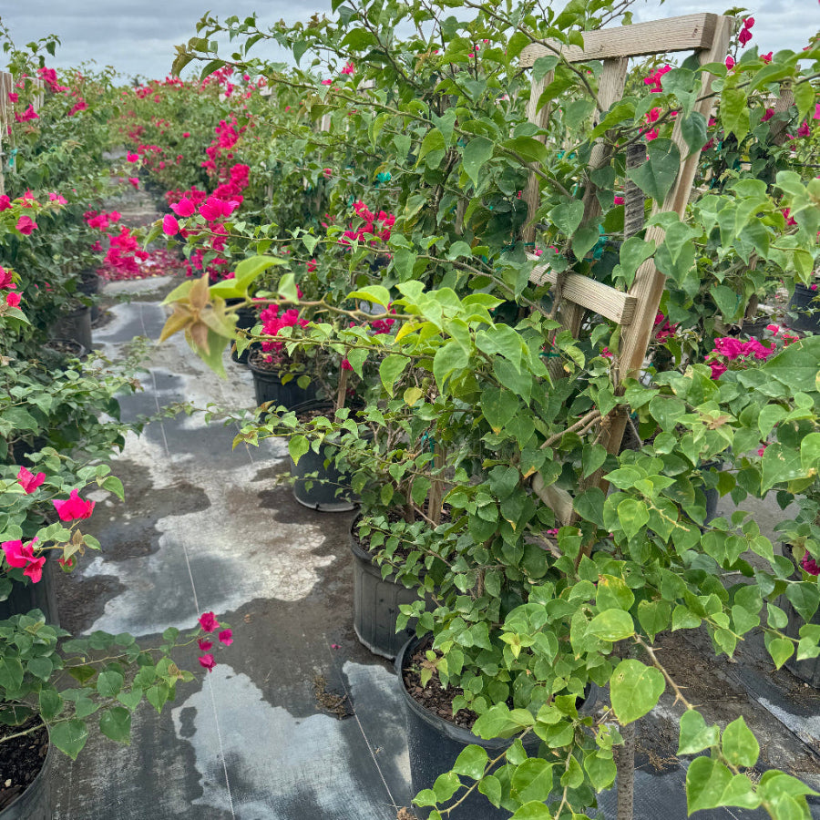 Bougainvillea Red Flower in Trellis, Barbara Karst Red Flowering Tree in 7 gallon nursery pot with bright red blooms trained on a wooden trellis in an outdoor nursery row, ideal for tropical garden landscapes and vibrant property borders.