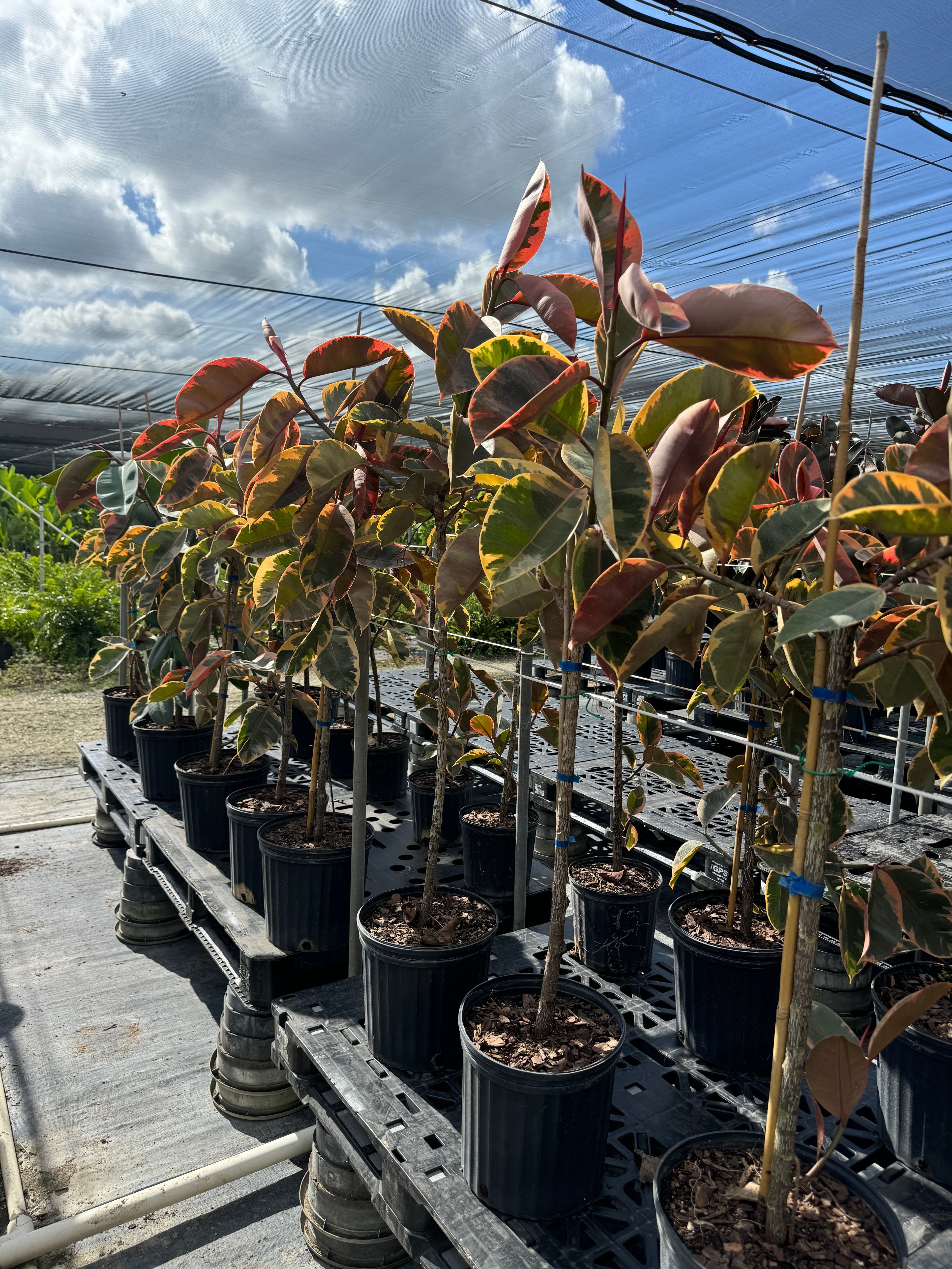 Ficus Ruby Tree Form Multibranch, Rubber Tree Live Plant