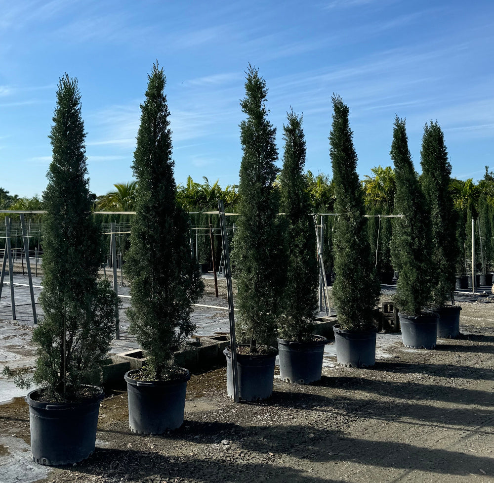 Large Size Italian Cypress, Mediterranean Cypress Planted in Nursery Pot 7gal