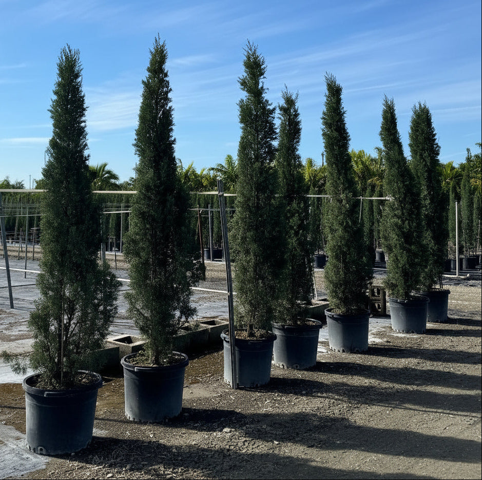 Large Size Italian Cypress, Mediterranean Cypress Planted in Nursery Pot 7gal
