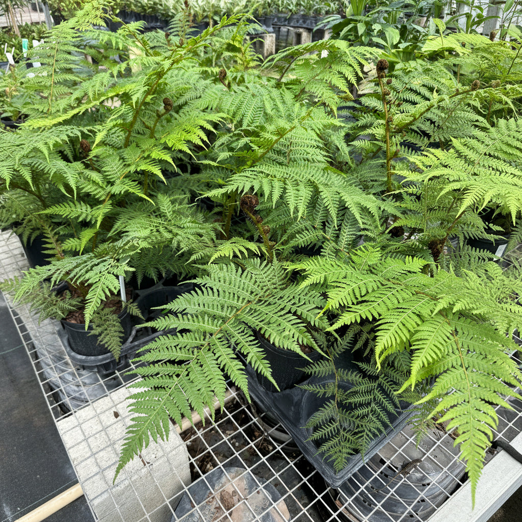 Australian Tree Fern, Alsophila Australis
in 6in pot trays
