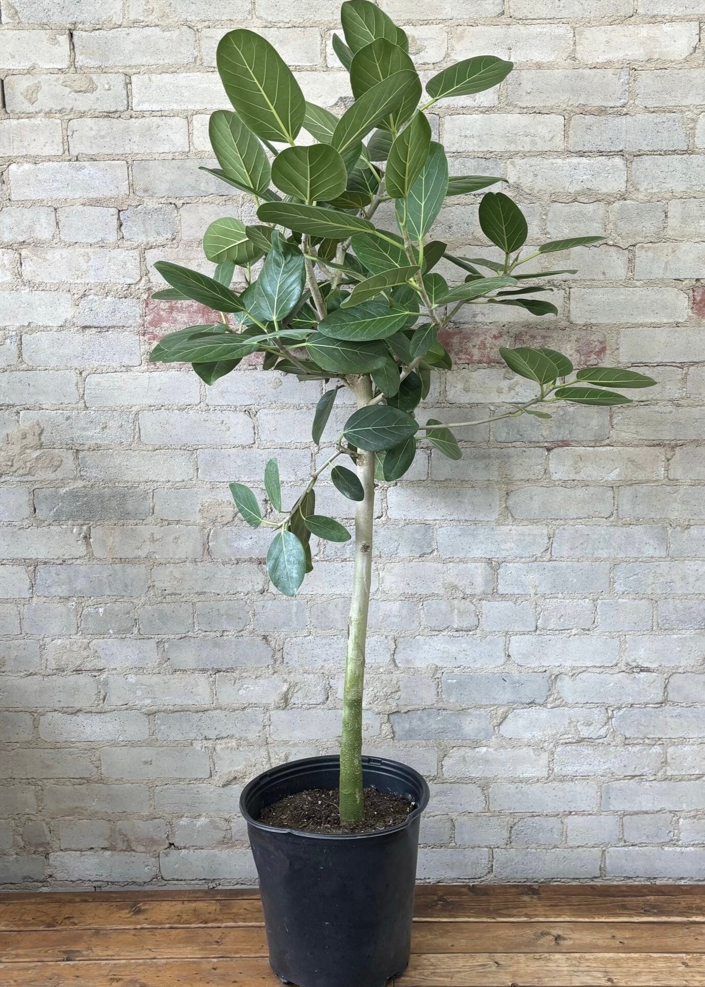Ficus Banyan Tree Form Single Stem, Ficus Benghalensisis
