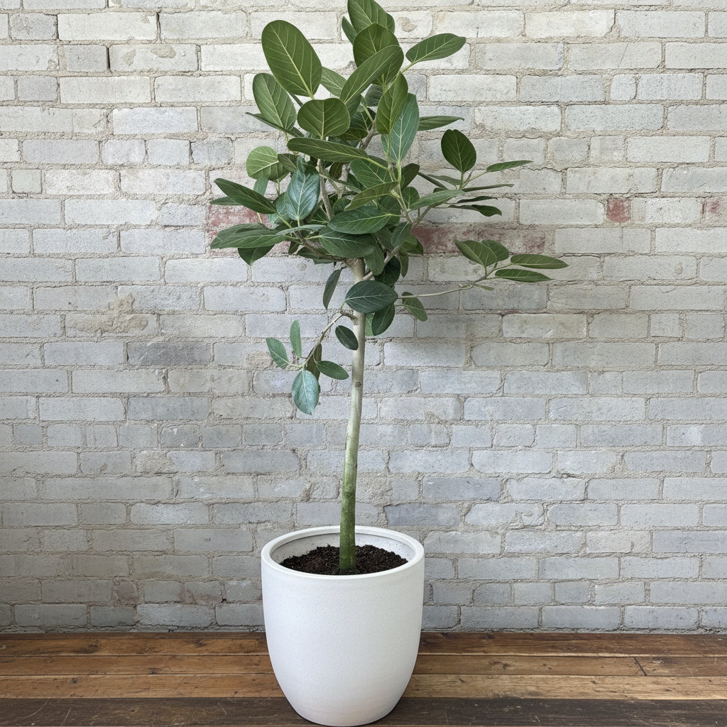 Young Ficus Banyan Tree Form Single Stem, Ficus Benghalensisis in a 5 gallon black grower nursery pot, prominently featuring a clear single trunk and a lush canopy of broad green leaves, positioned against a rustic white brick wall on a wooden floor, showcasing its elegant tree form and healthy early growth.