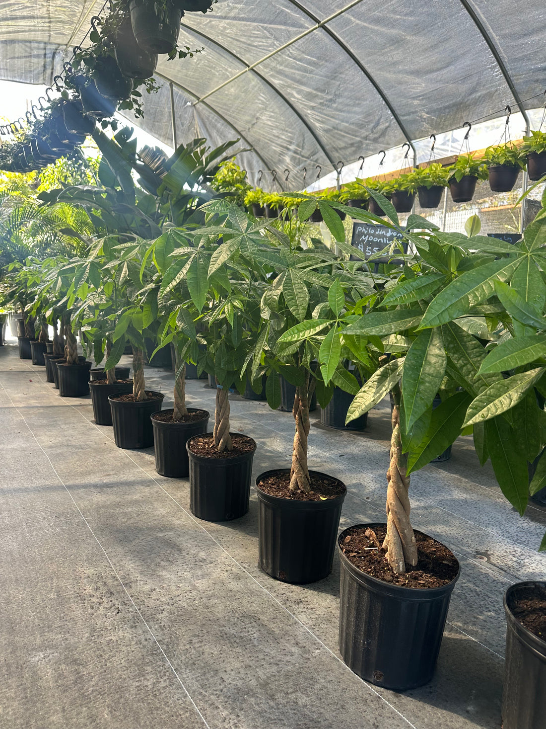 Money Tree Braided, Large Trunk Tree Form, Pachira Aquatica