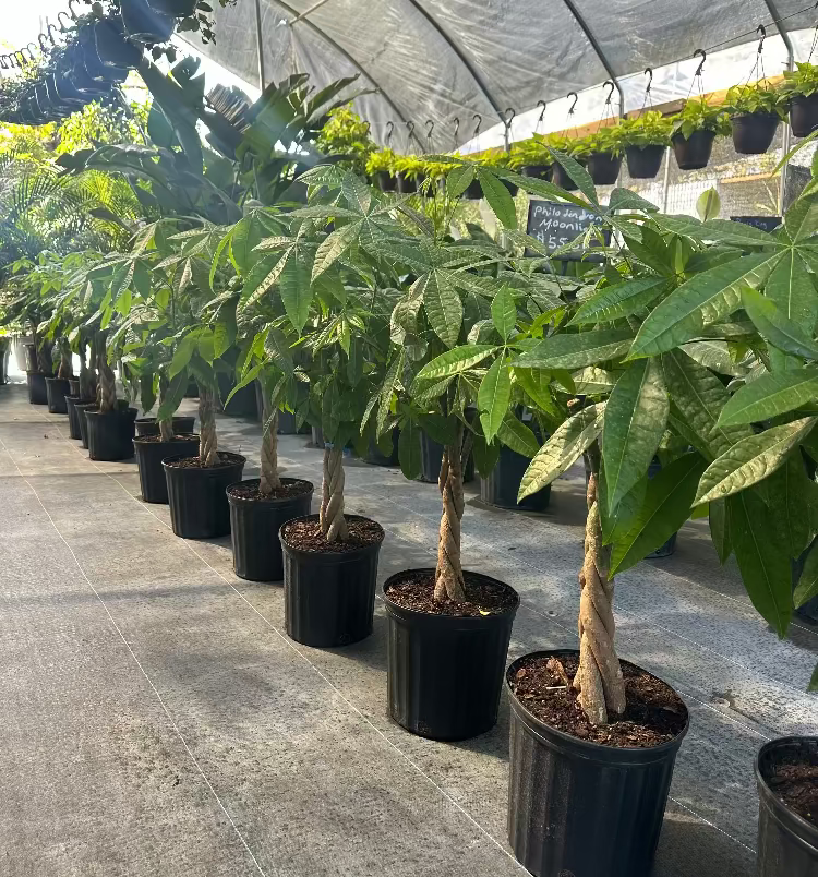 Mature Money Tree Braided, Tree Form, Pachira Aquatica, Good Luck Tree in a 5-gallon nursery pot for indoor or outdoor use to amplify a sunroom or shaded patio.