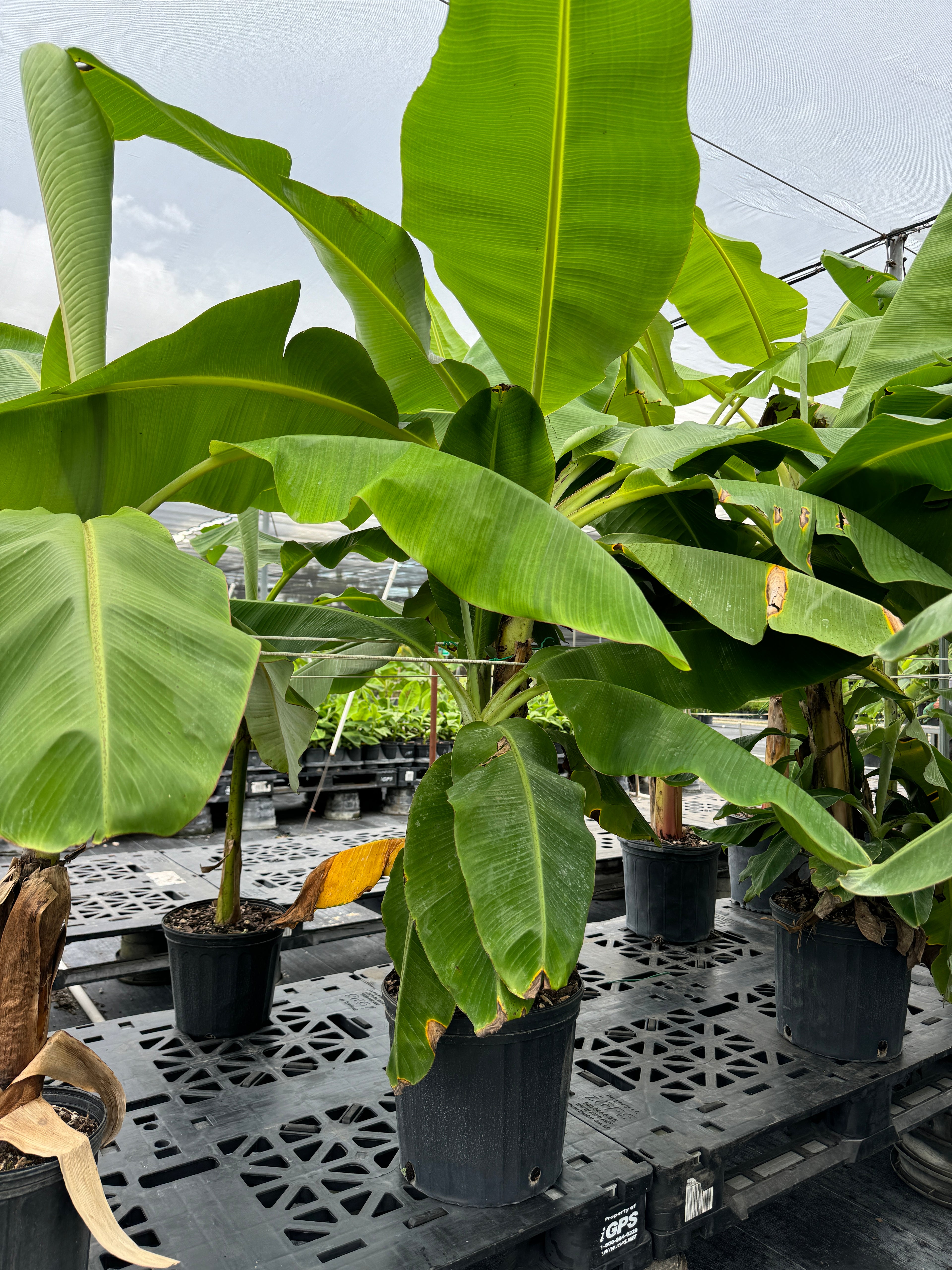 Musa Basjoo Cold Hardy Banana Fruit Tree