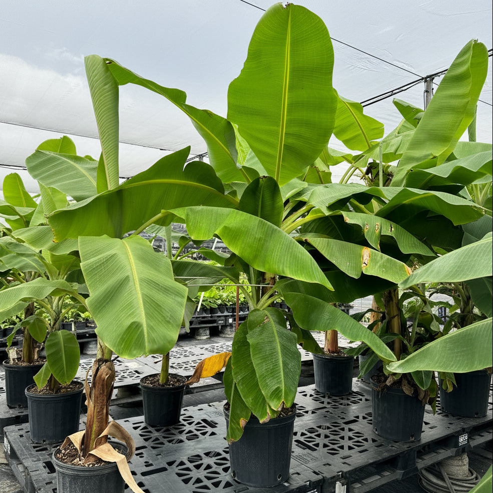 Musa Basjoo Cold Hardy Banana Fruit Tree in a 7gal pot