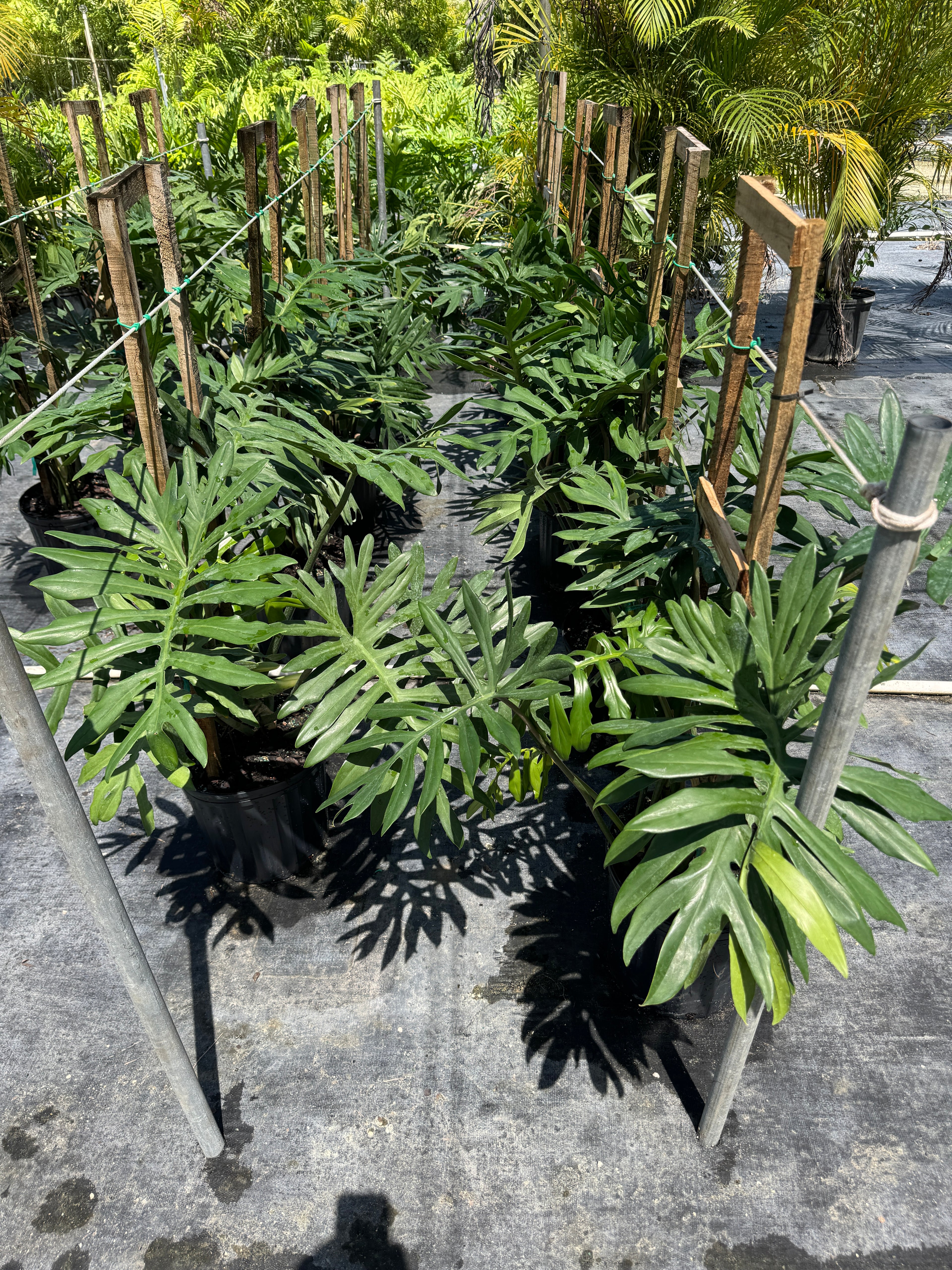Philodendron Skeleton Key Split Leaf, Exotic Large Plant