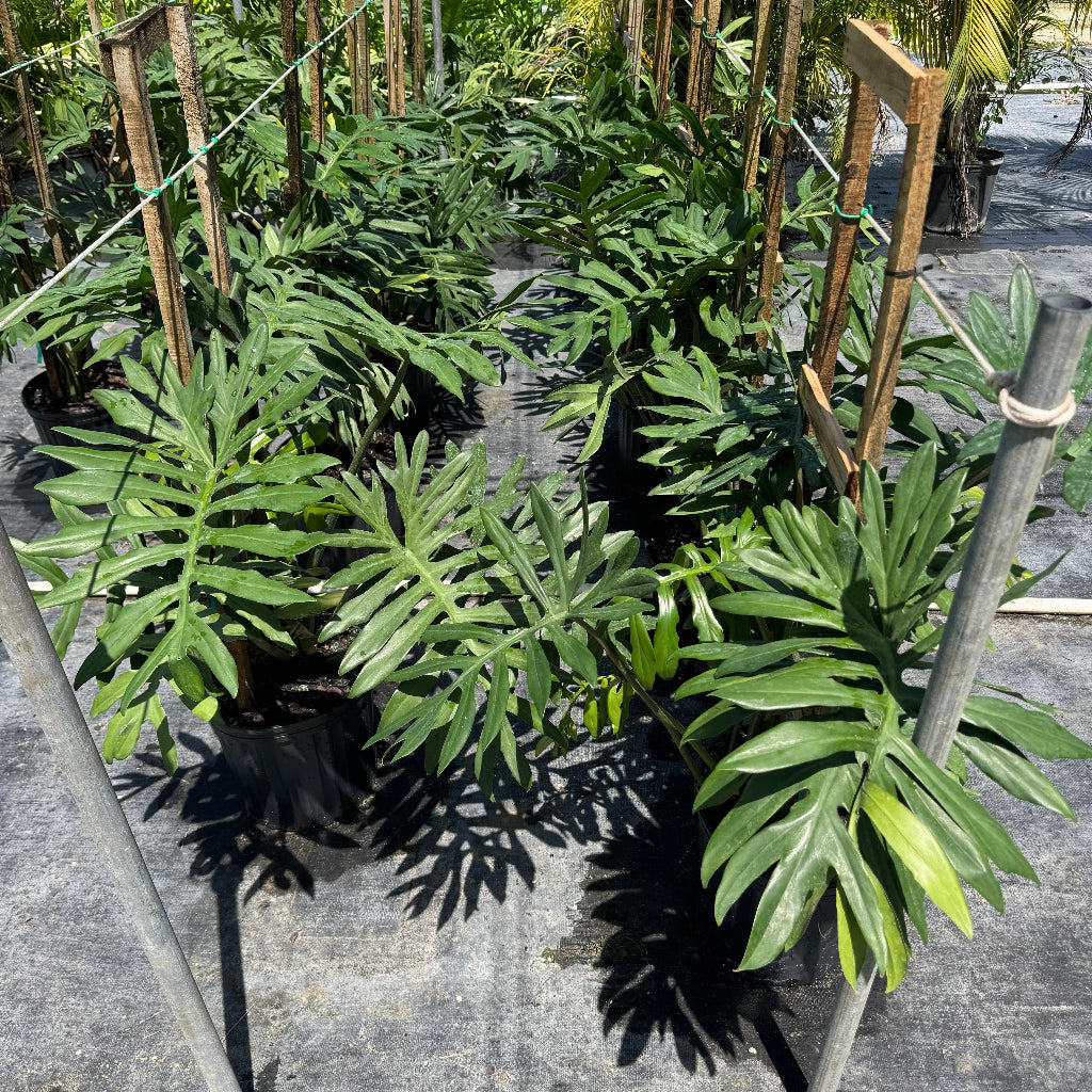 Several potted split-leaf Philodendron plants supported by wooden stakes, lined up on a black ground cover in an outdoor plant nursery.