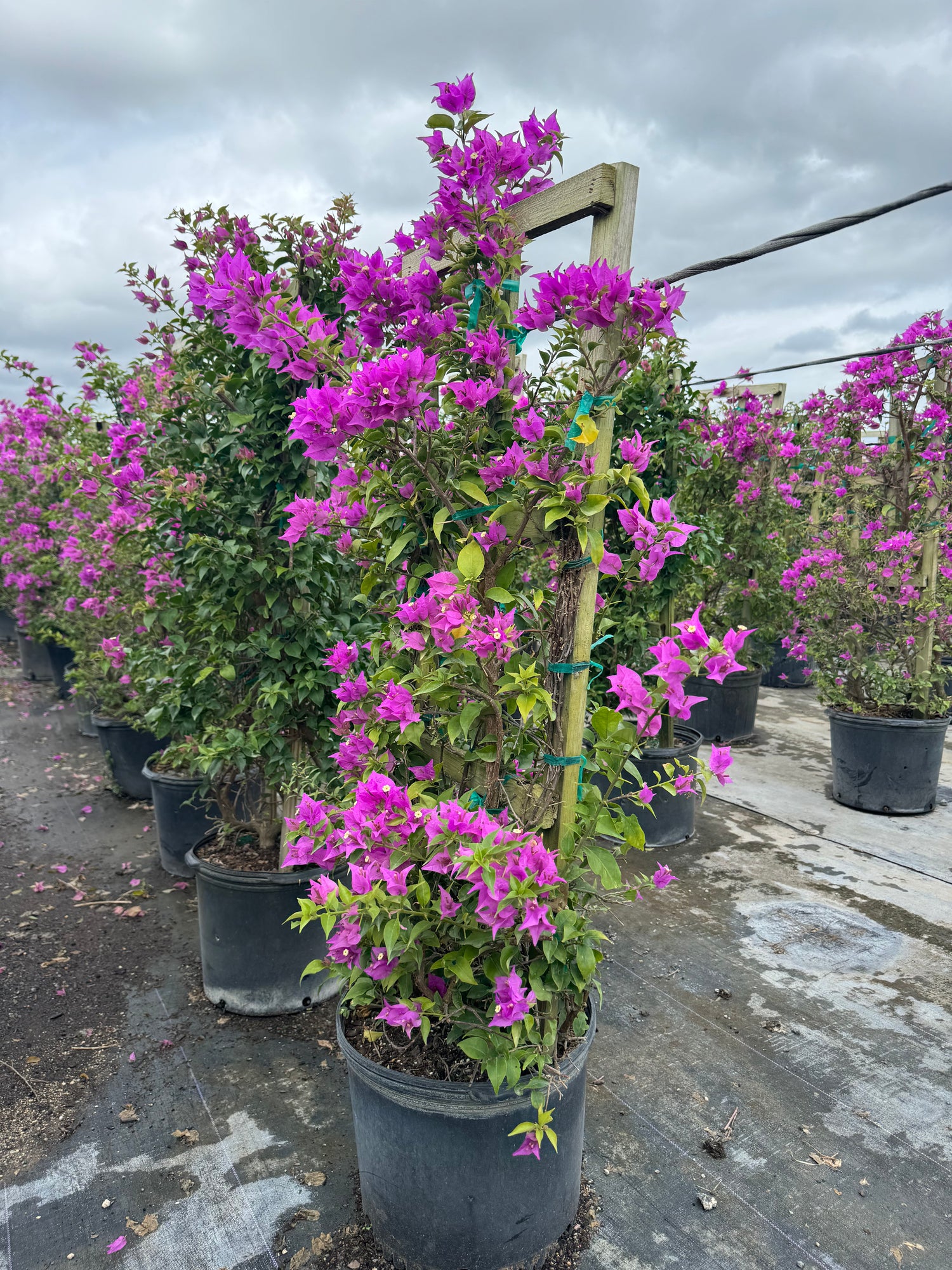 Bougainvillea Purple Flower Tree in Trellis, &