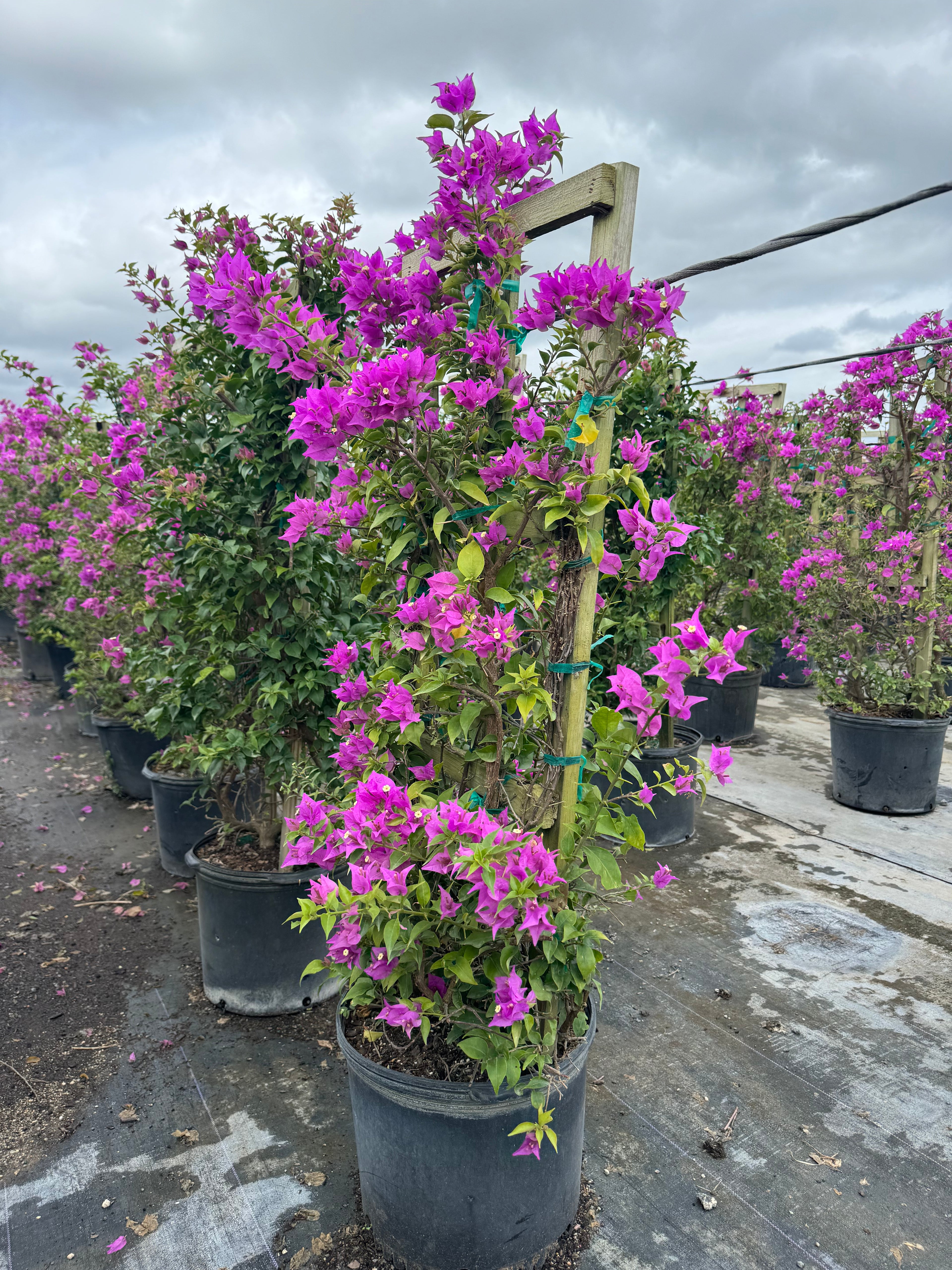 Bougainvillea Purple Flower in Trellis,, &