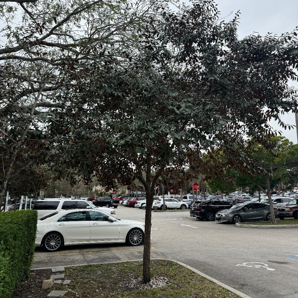 Satin Leaf Tree Street scene with cars parked along a sidewalk next to trees