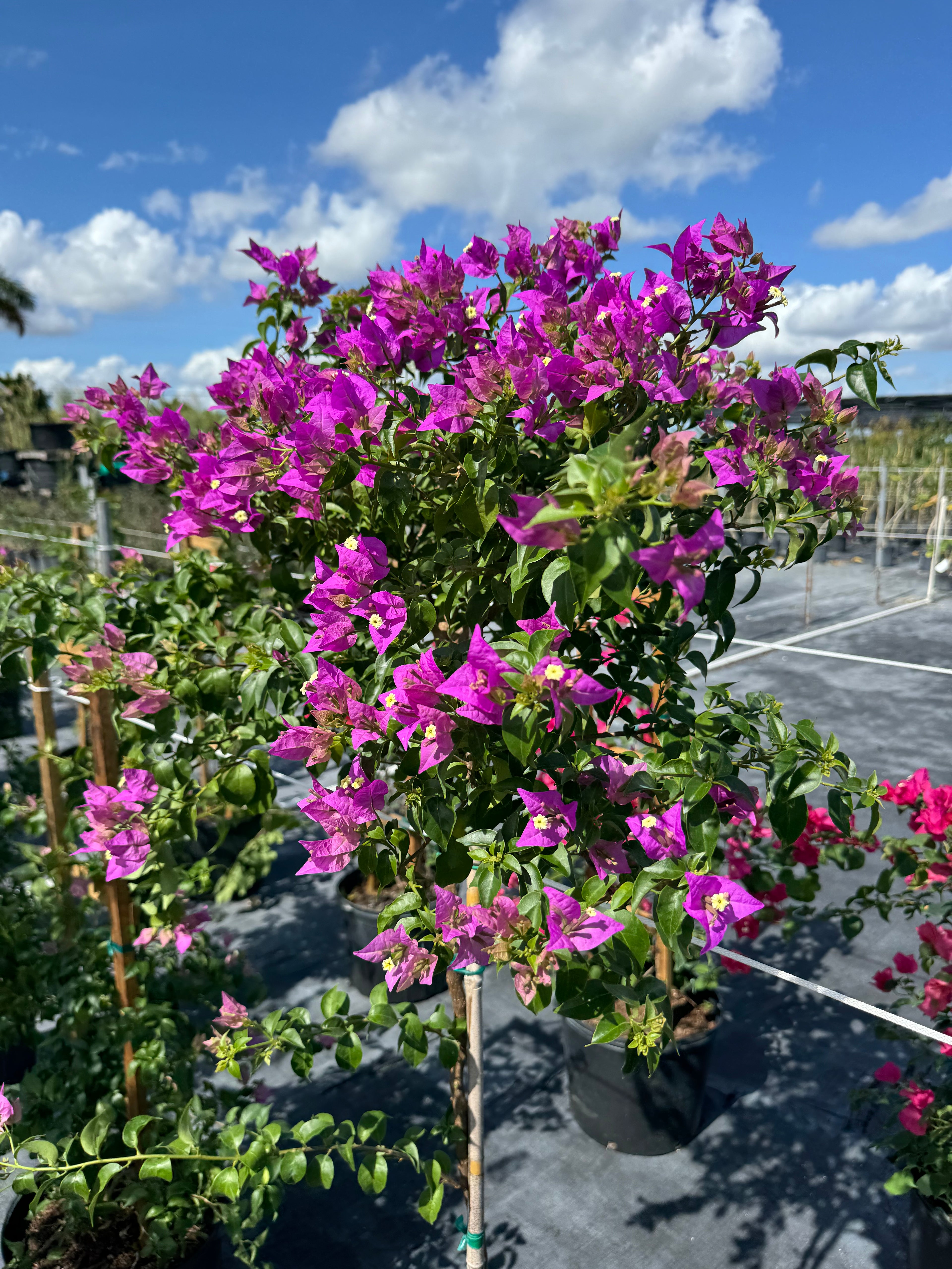 Bougainvillea Purple Flower Tree in Trellis, &