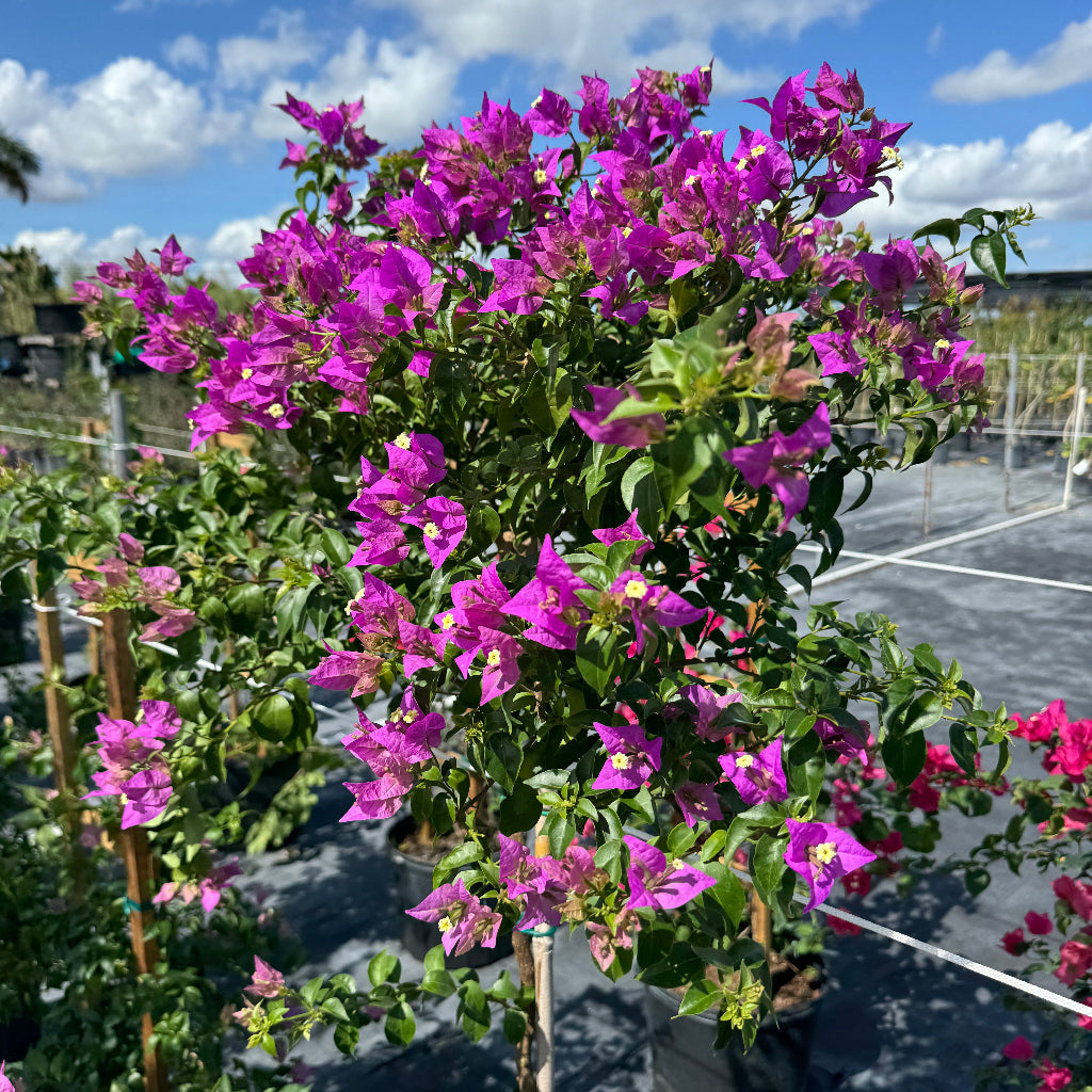 Bougainvillea Purple Flower Tree Like Form, Single Trunk &